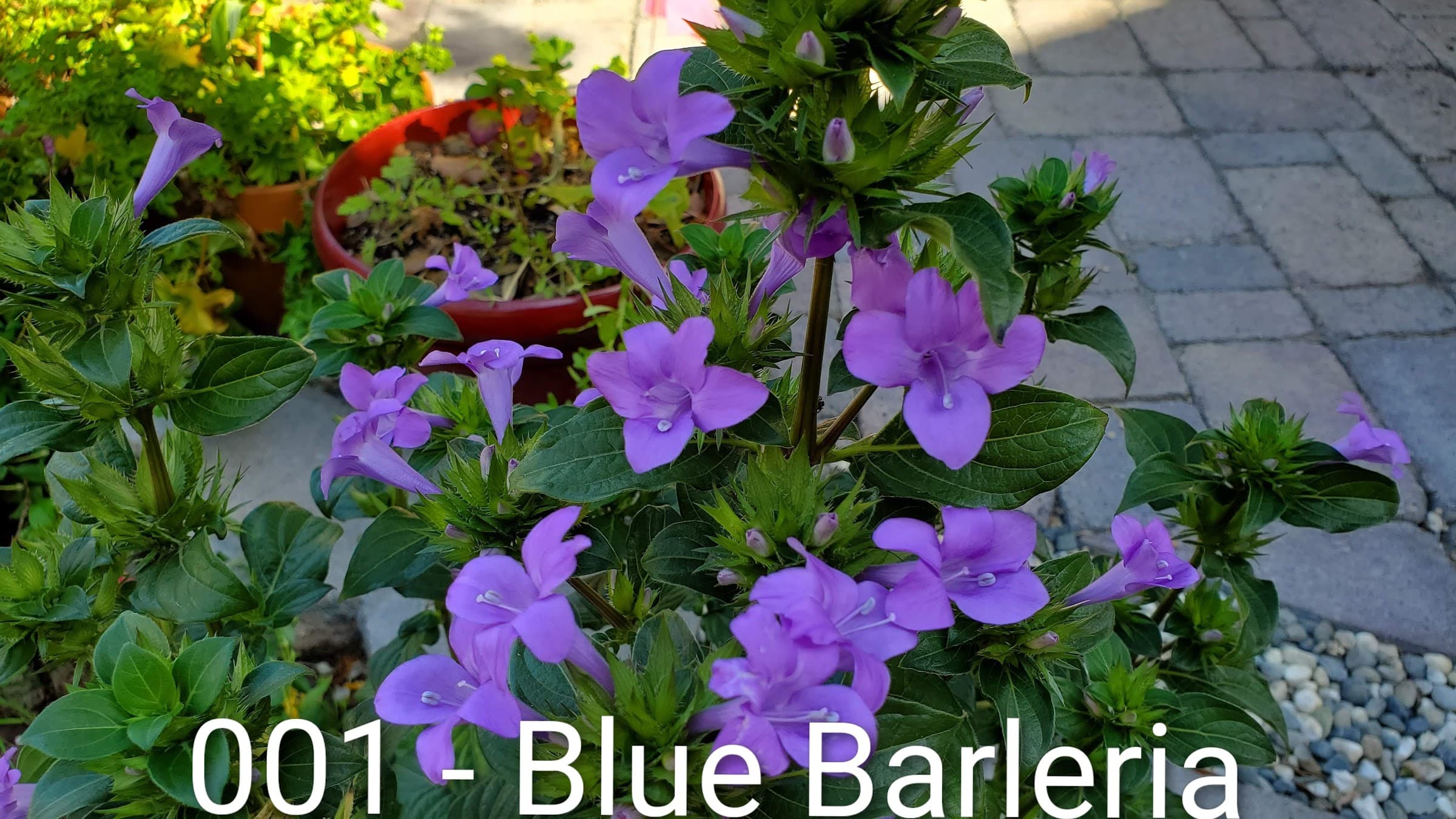 Philippine Violets