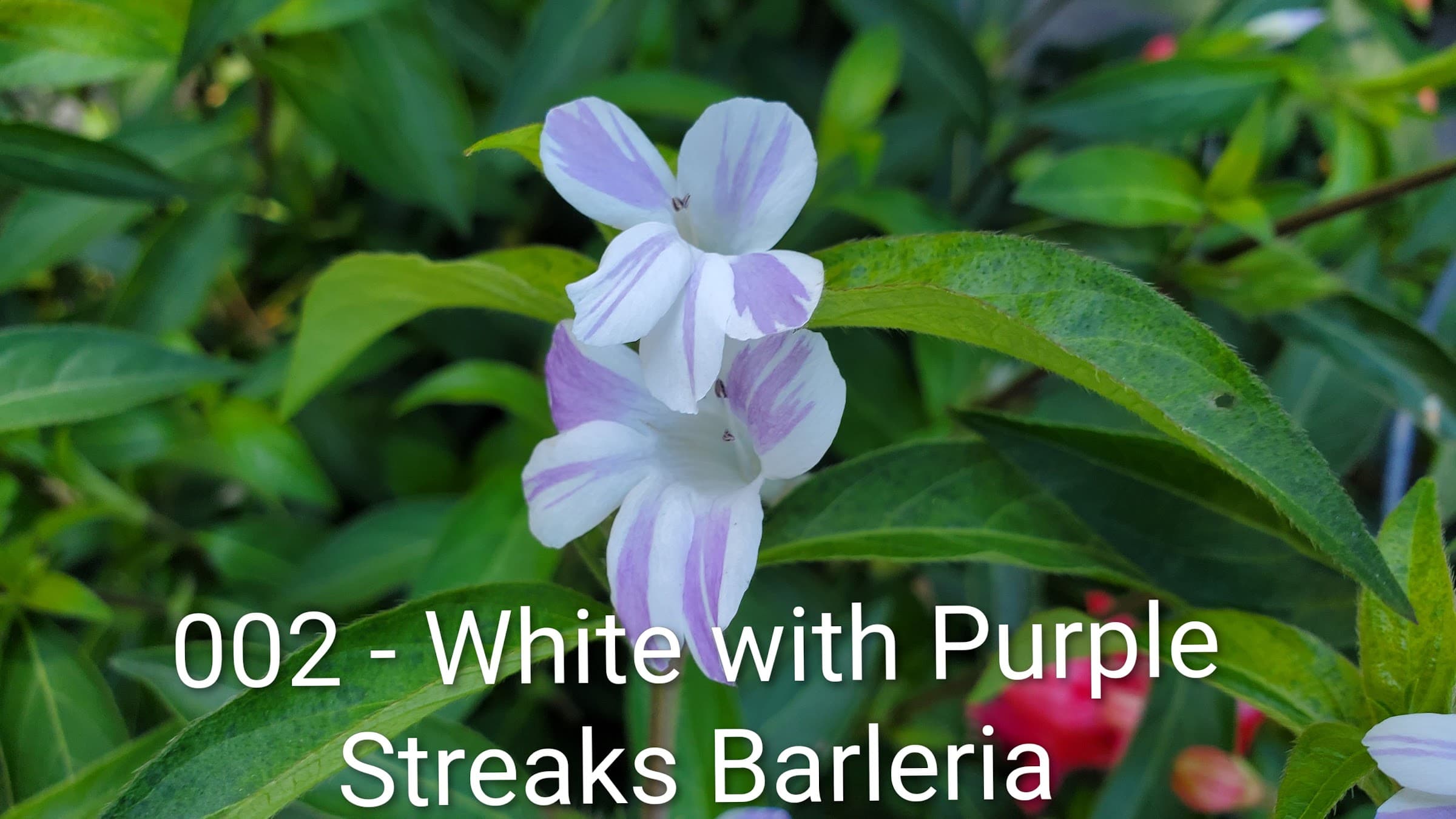 White with Purple Streaks Barcleria
