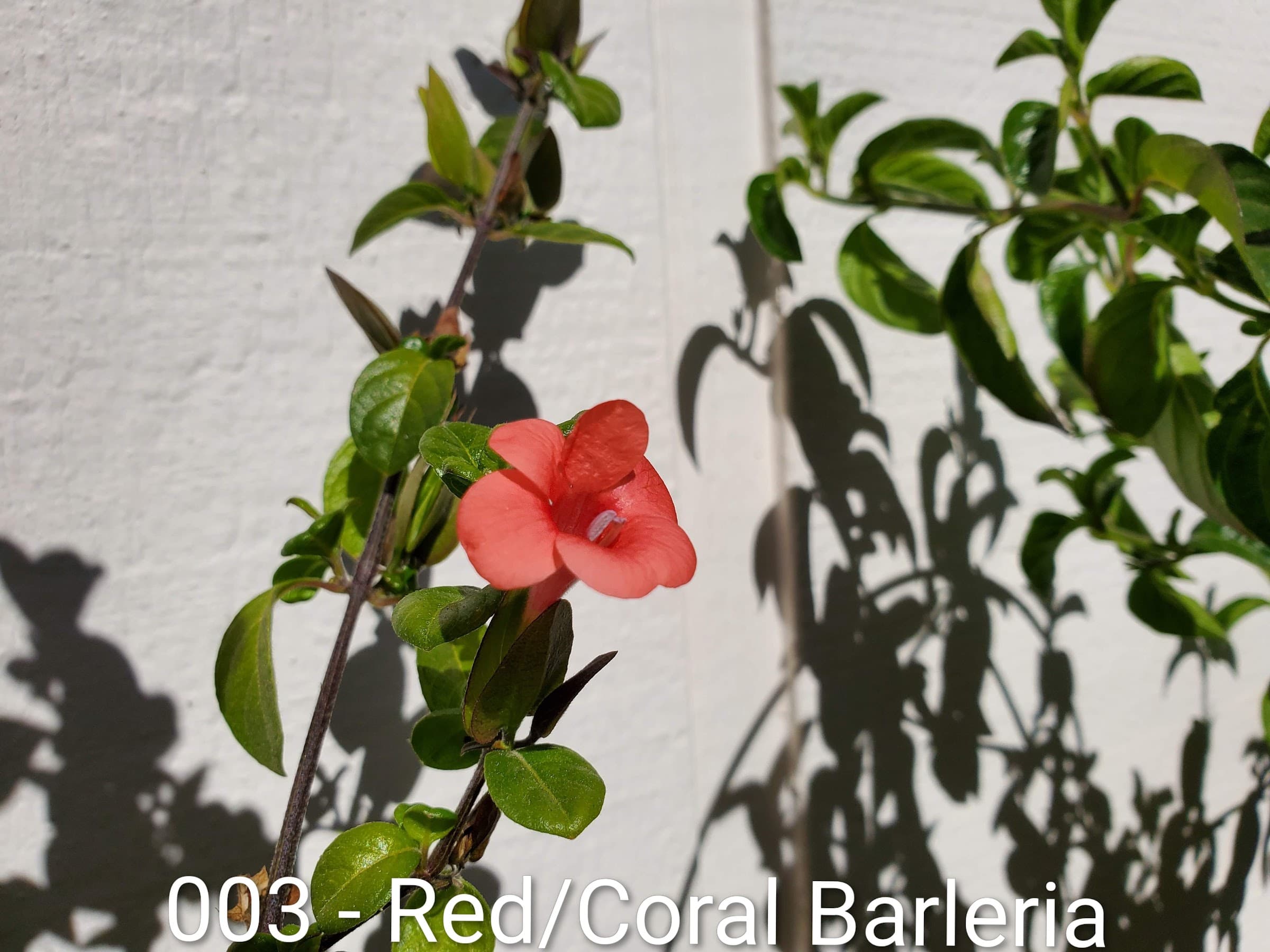 Red/Coral Barleria