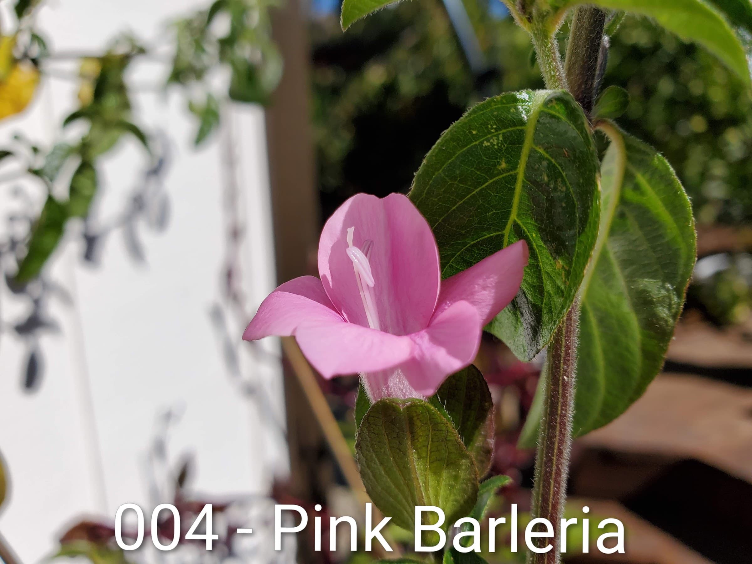 Pink Barleria
