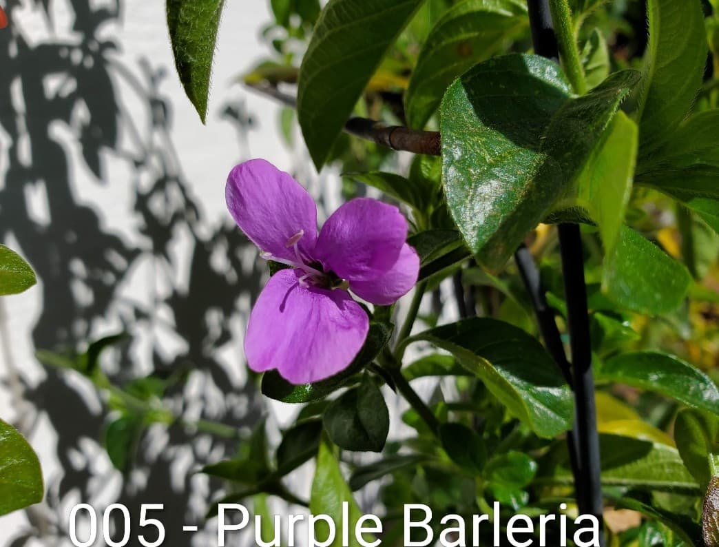 Purple Barleria