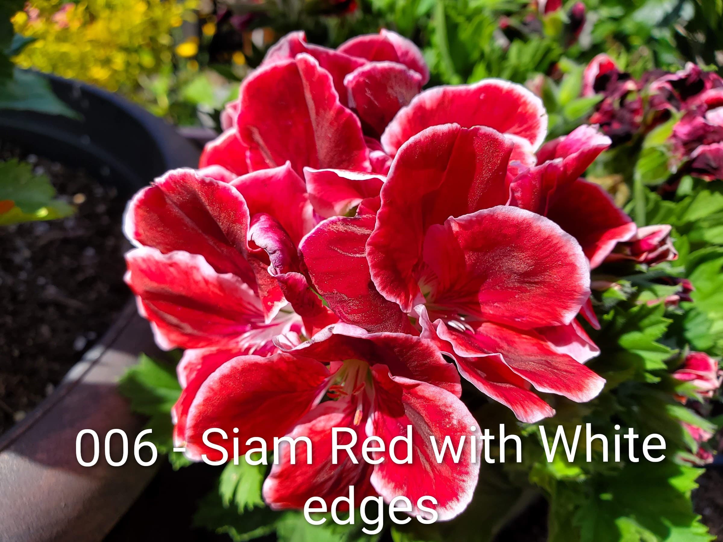 Siam Red with White edges