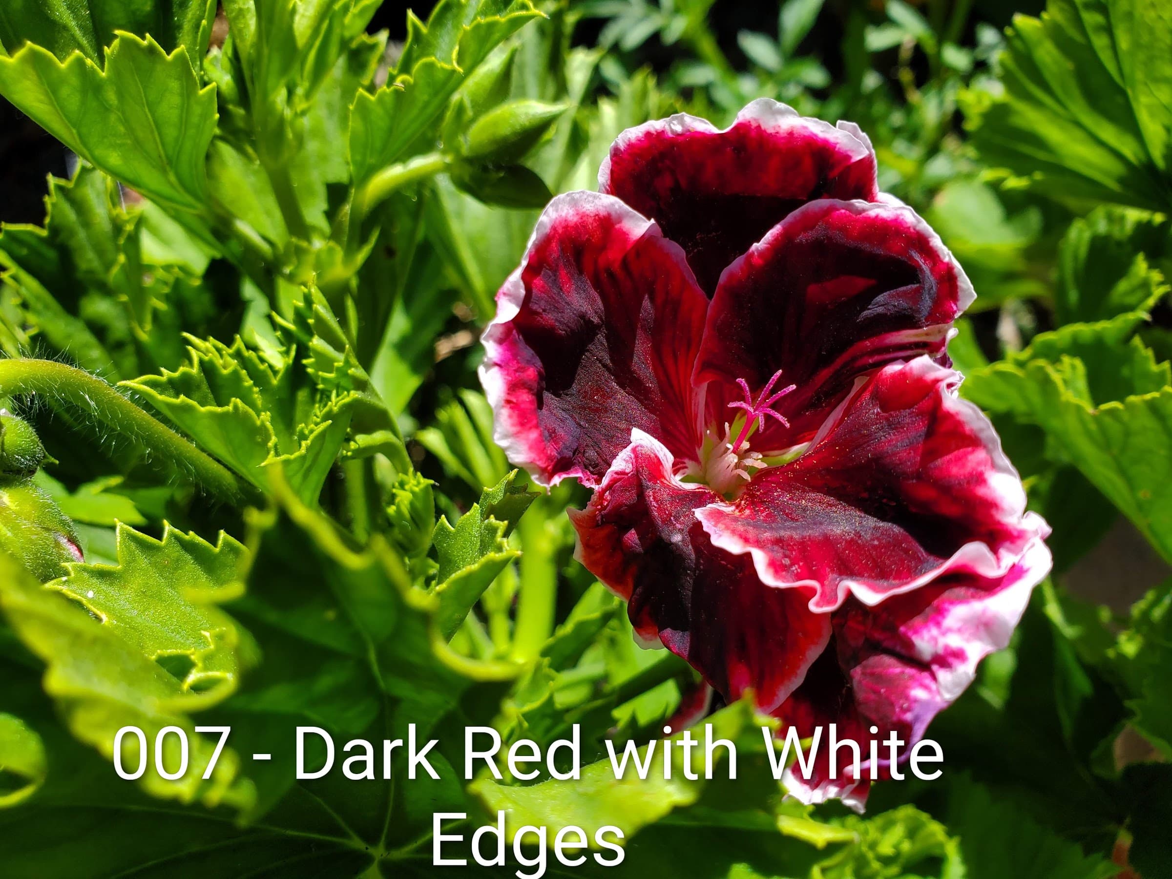 Dark Red with White Edges