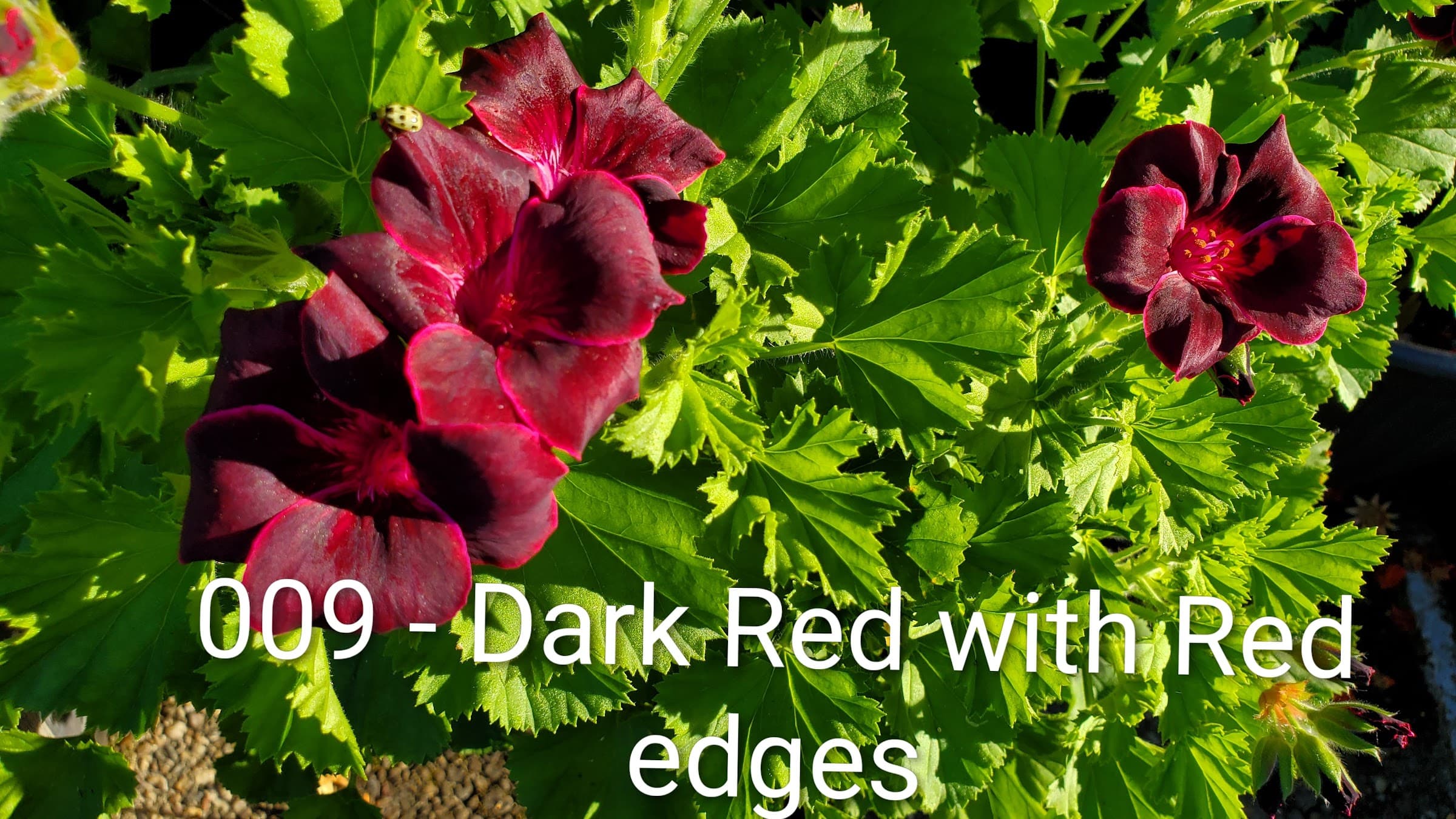 Dark Red with Red edges