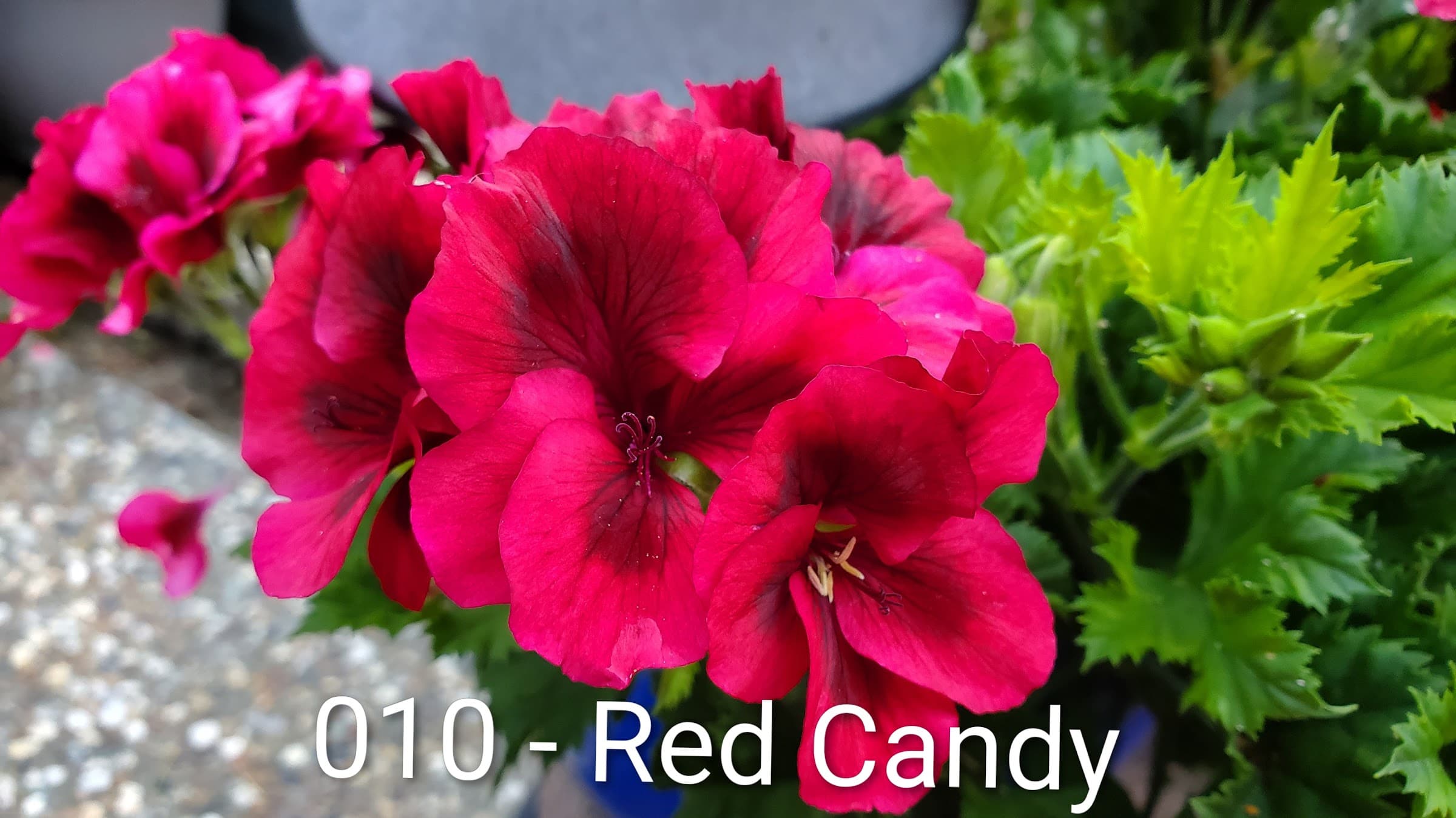 Red Candy