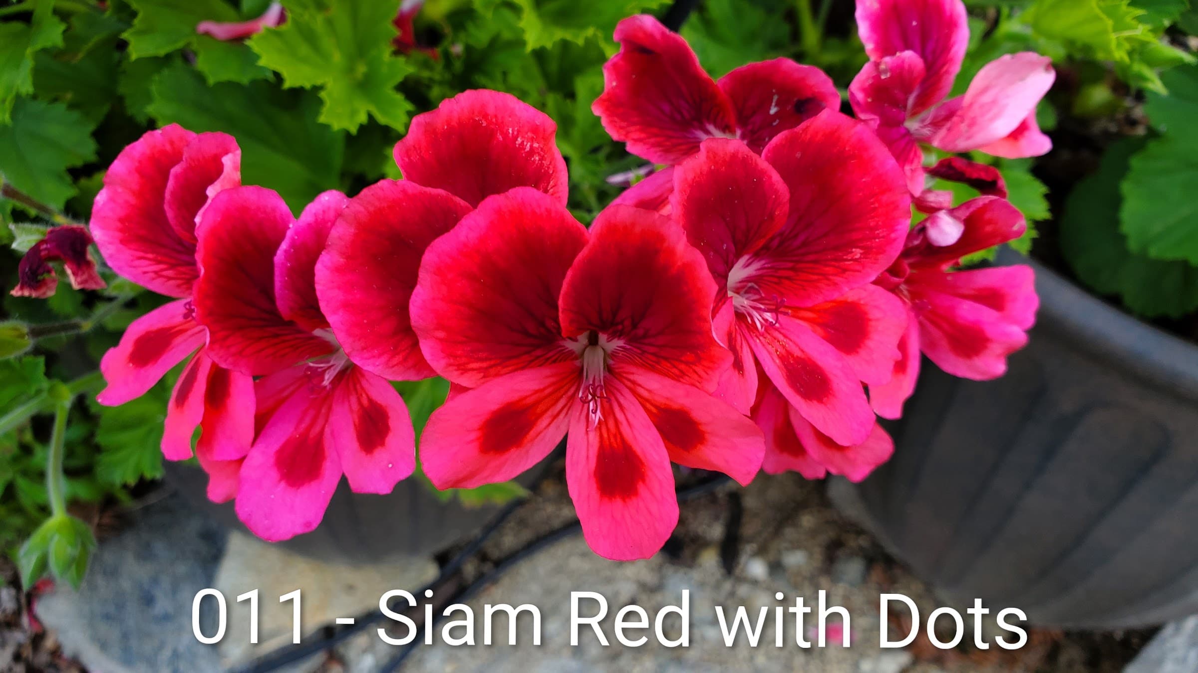 Siam Red with Dots