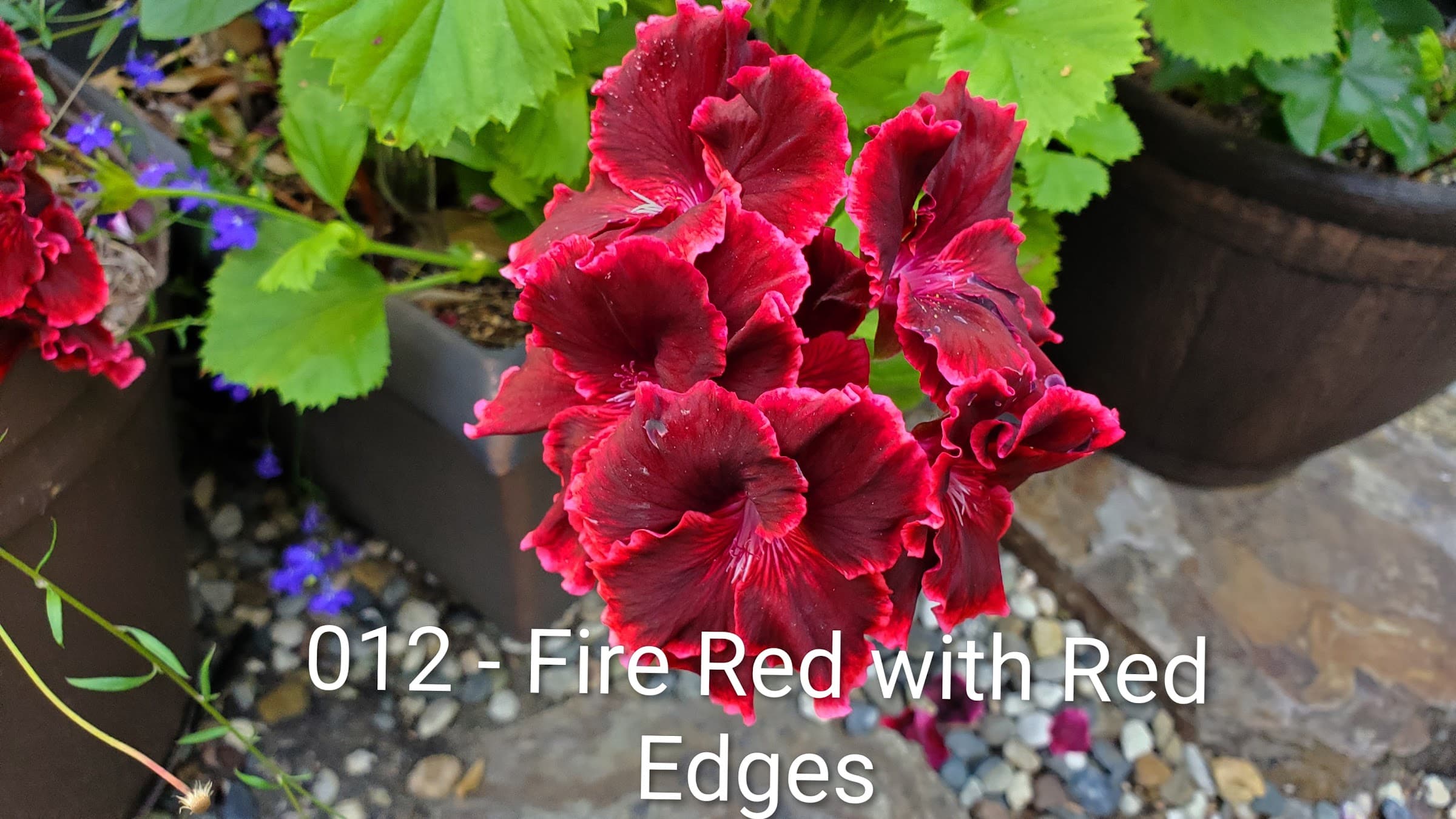 Fire Red with Red Edges
