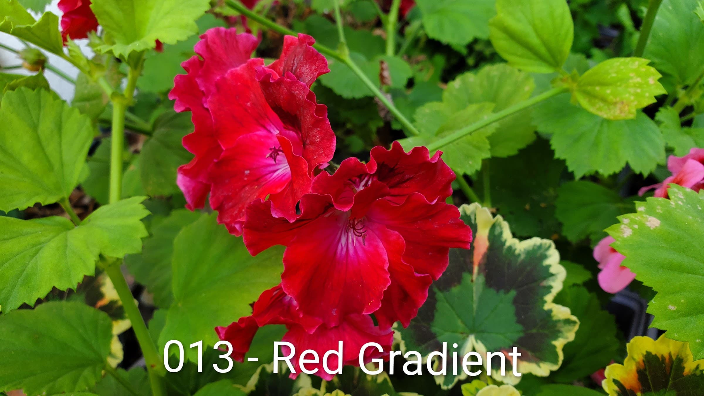 Red Gradient