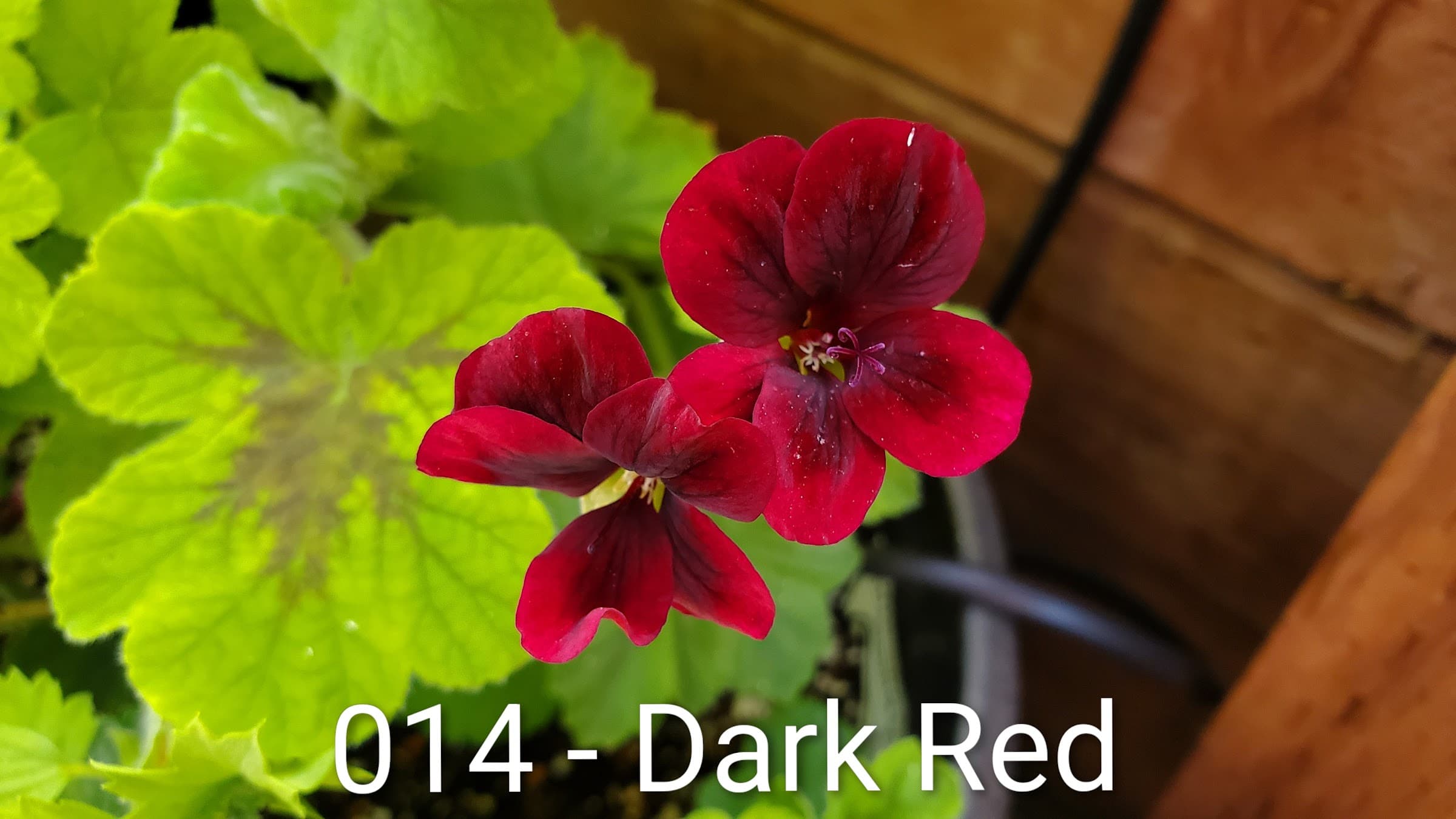 Dark Red