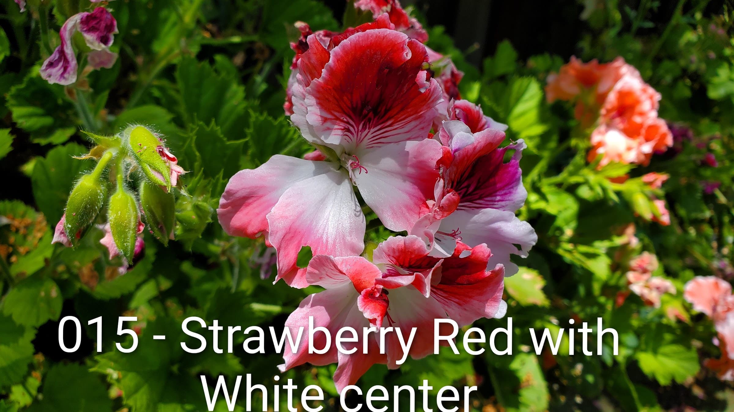 Strawberry Red with White center
