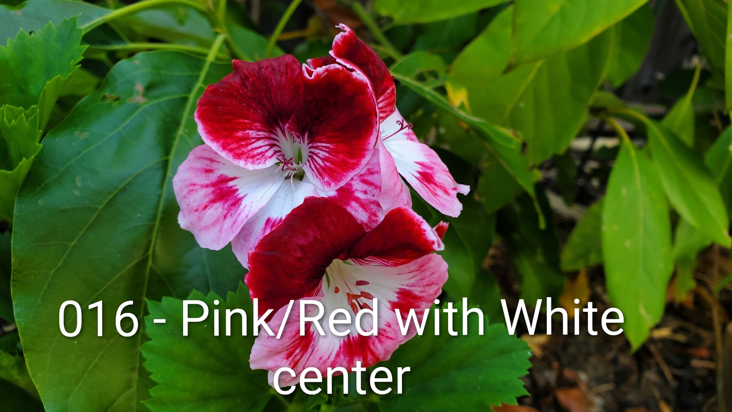 Pink/Red with White center