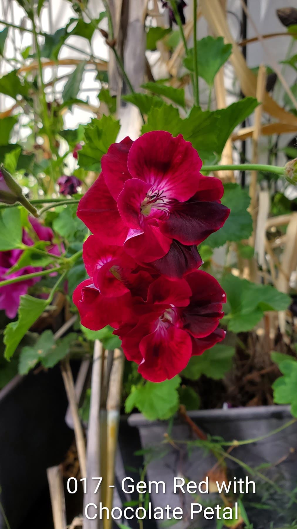 Gem Red with Chocolate Petal