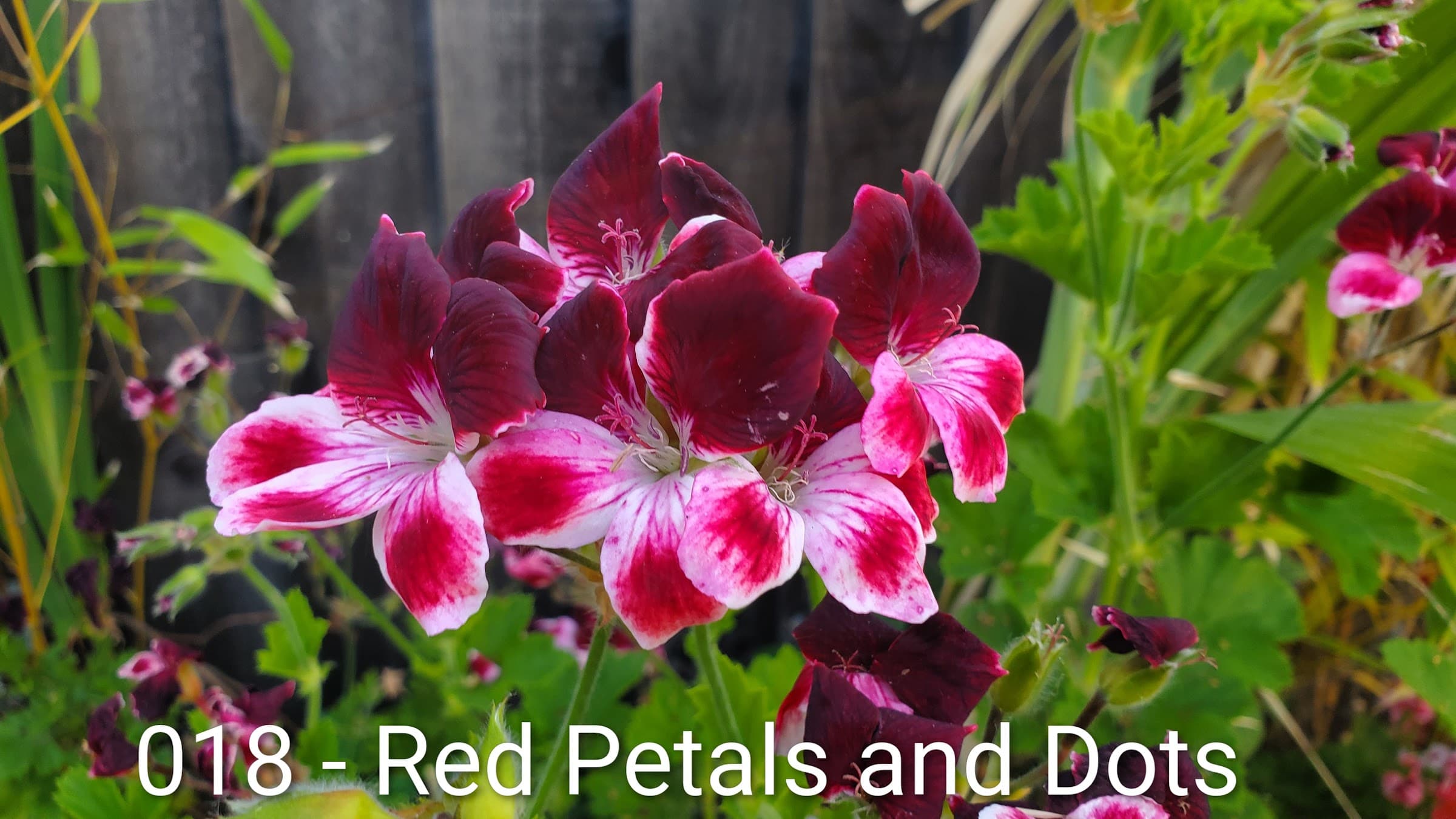 Red Petals and Dots