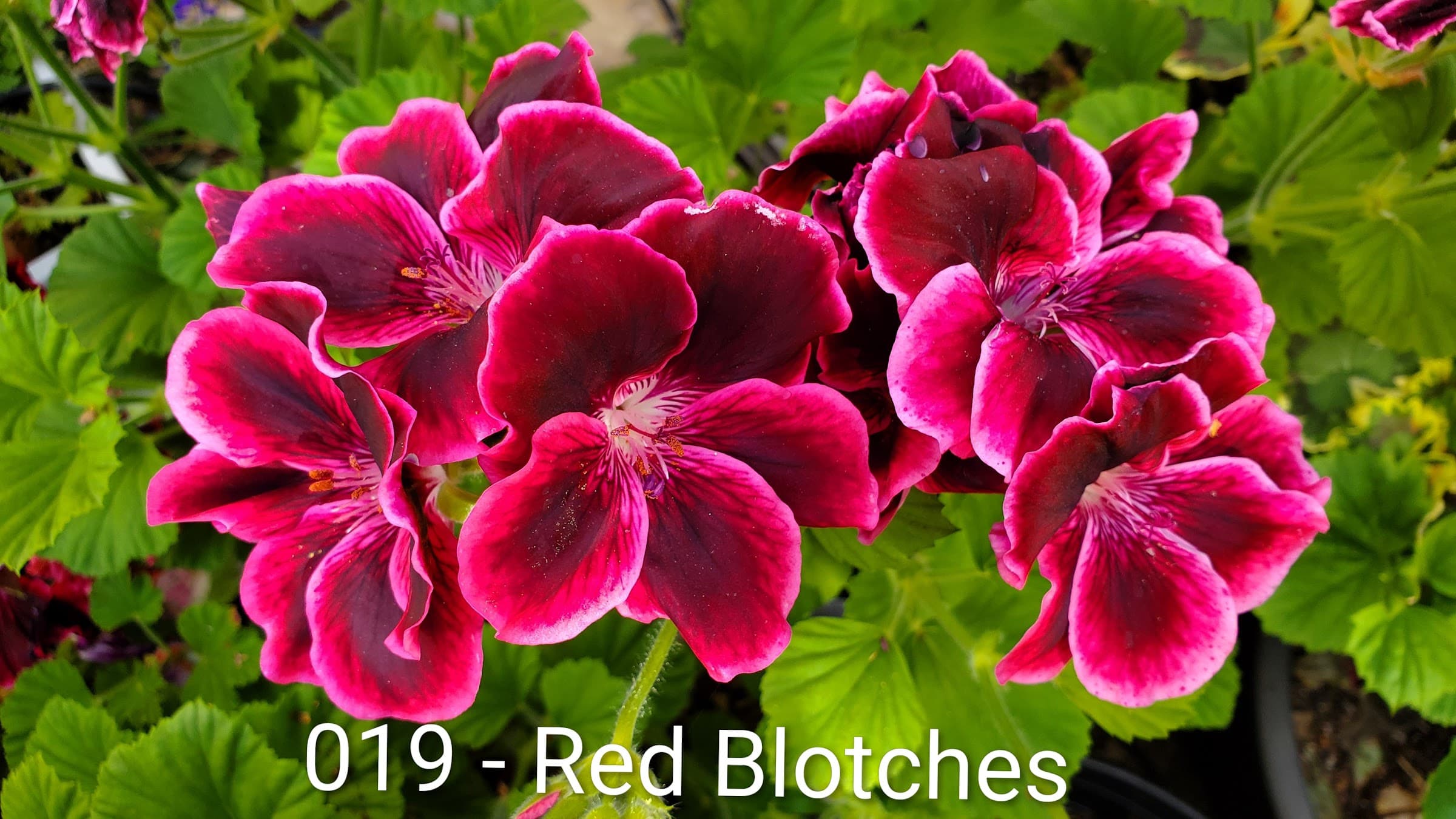 Red Blotches
