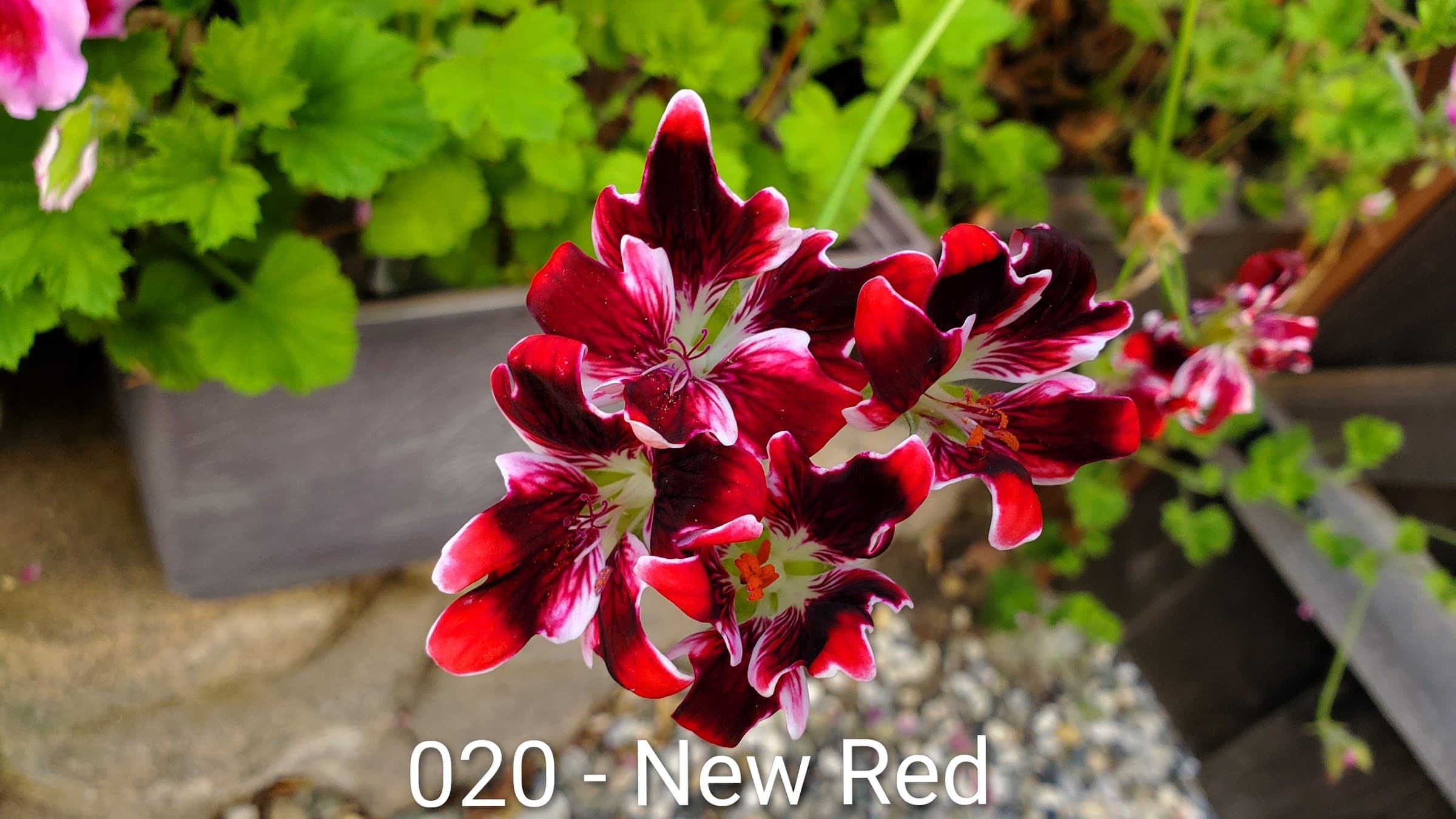 New Red