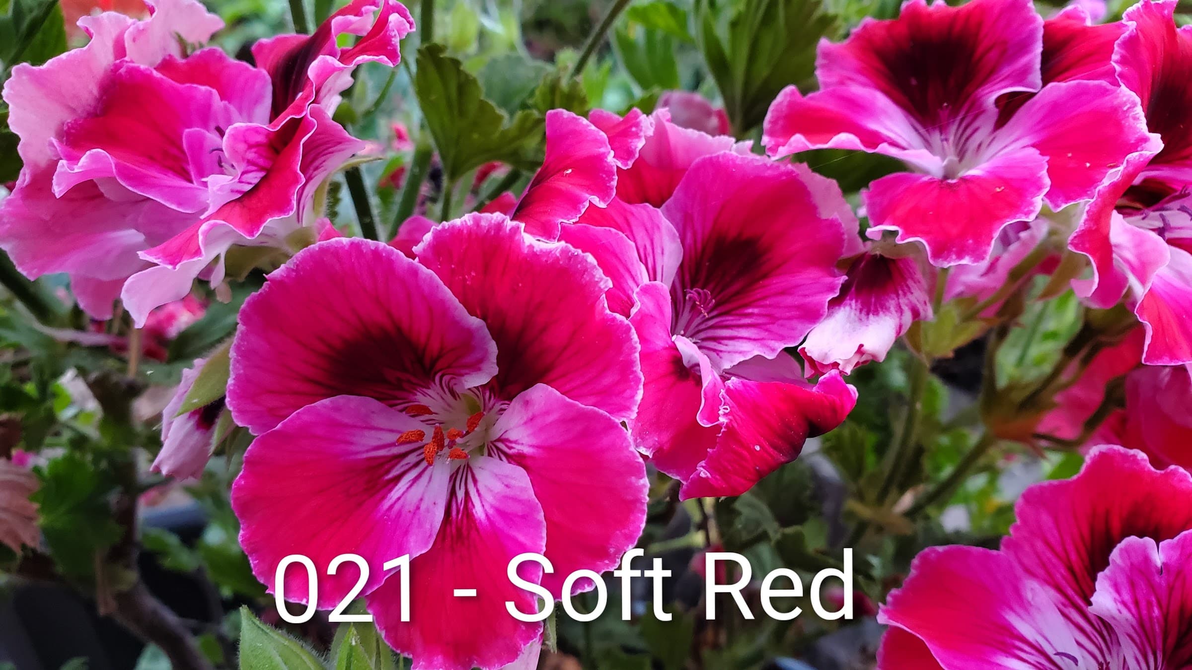 A Soft Red pelargonium