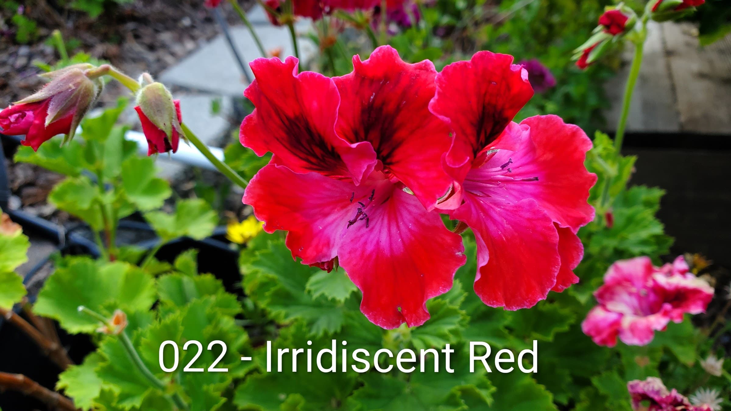 Iridescent Red