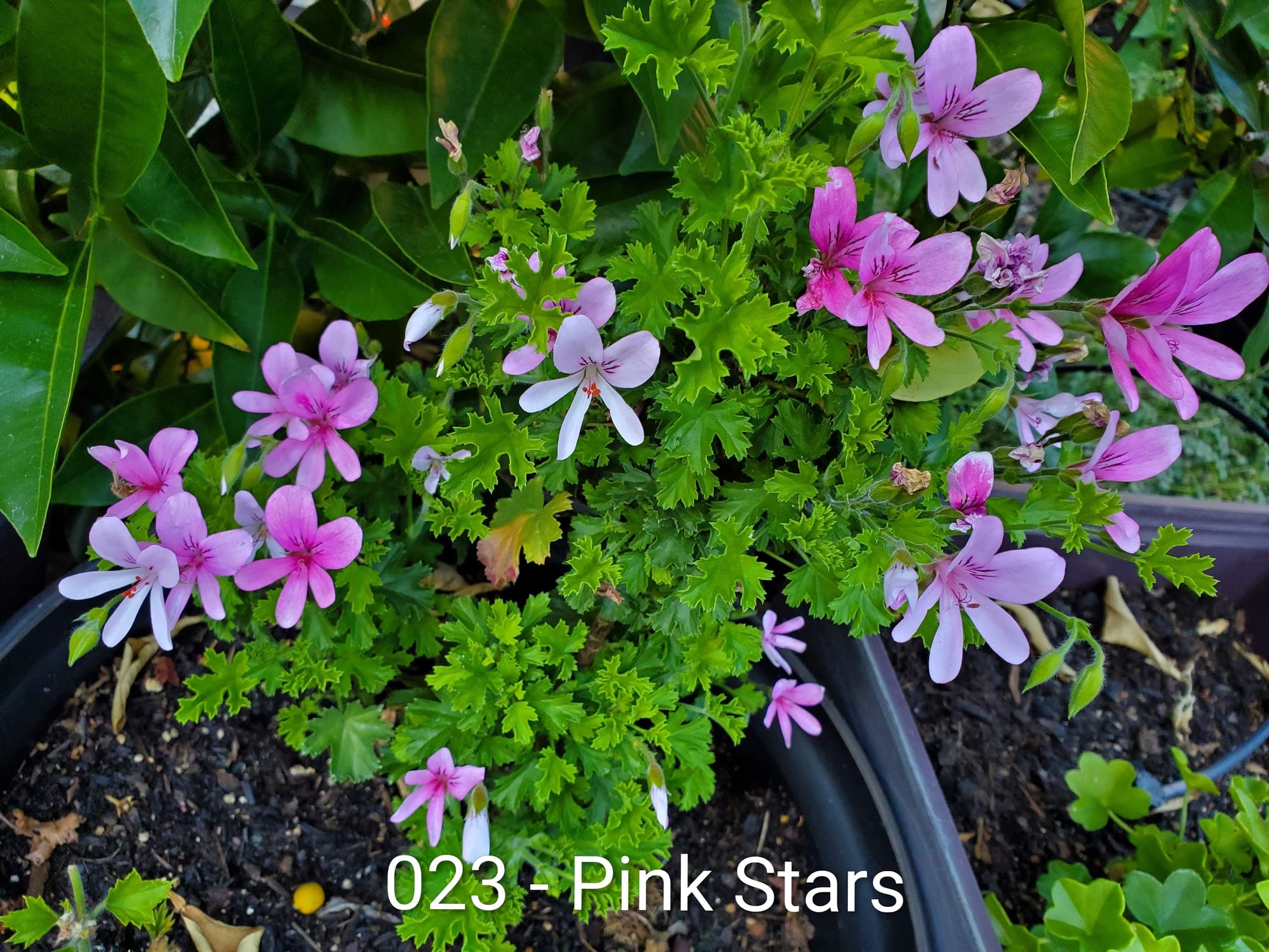 Pink Stars