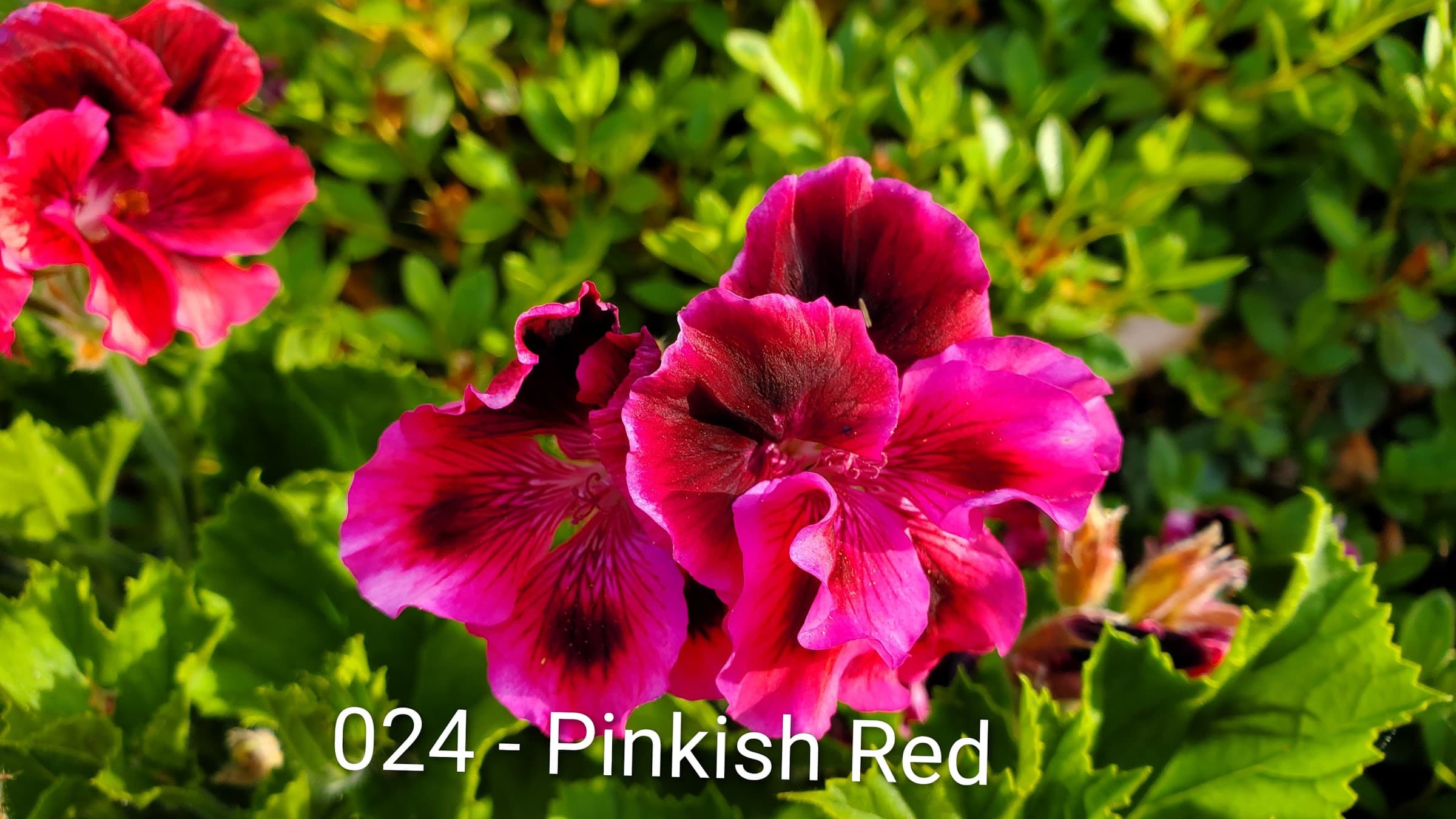 Pinkish Red