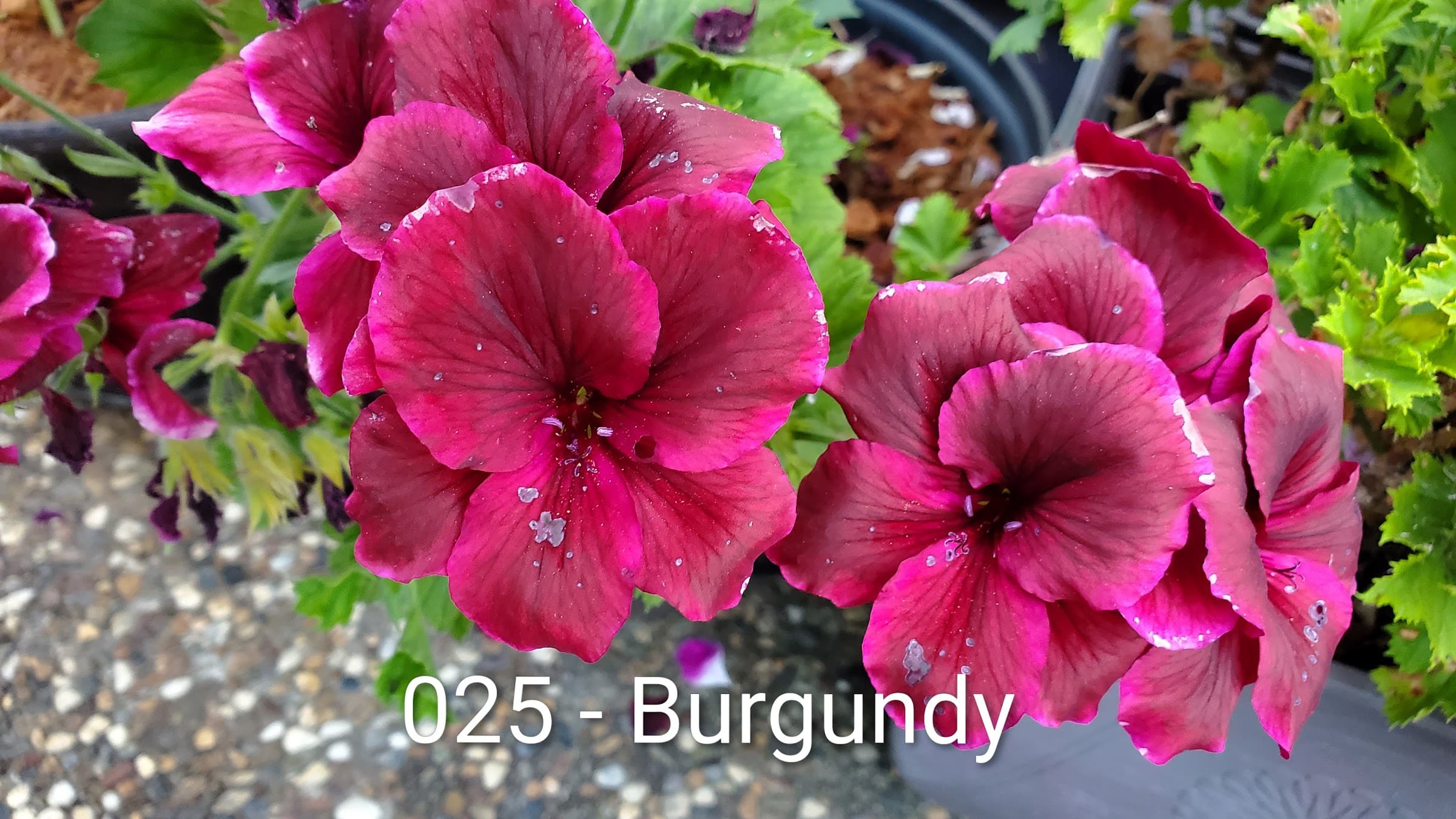 Burgundy