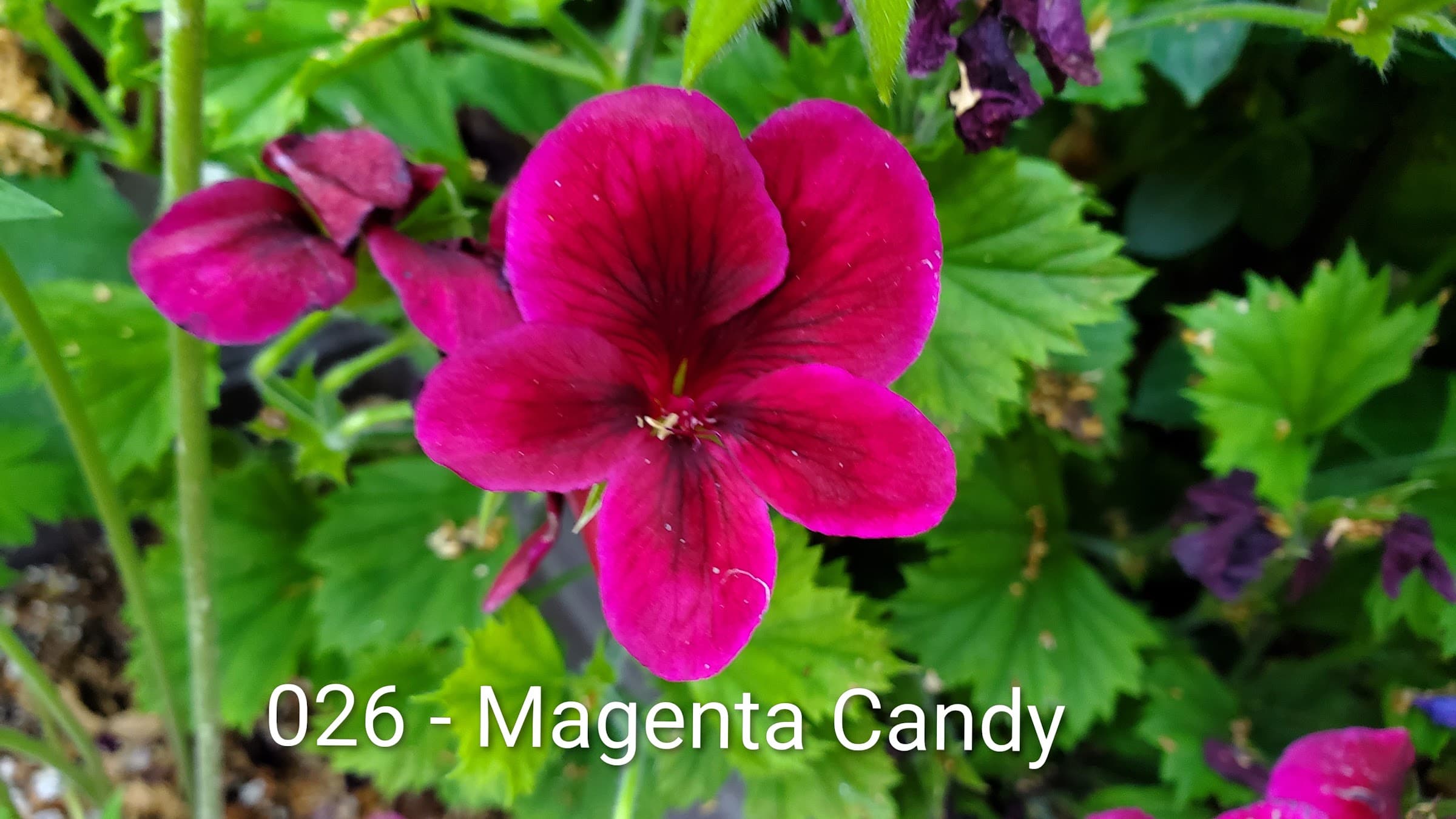 Magenta Candy