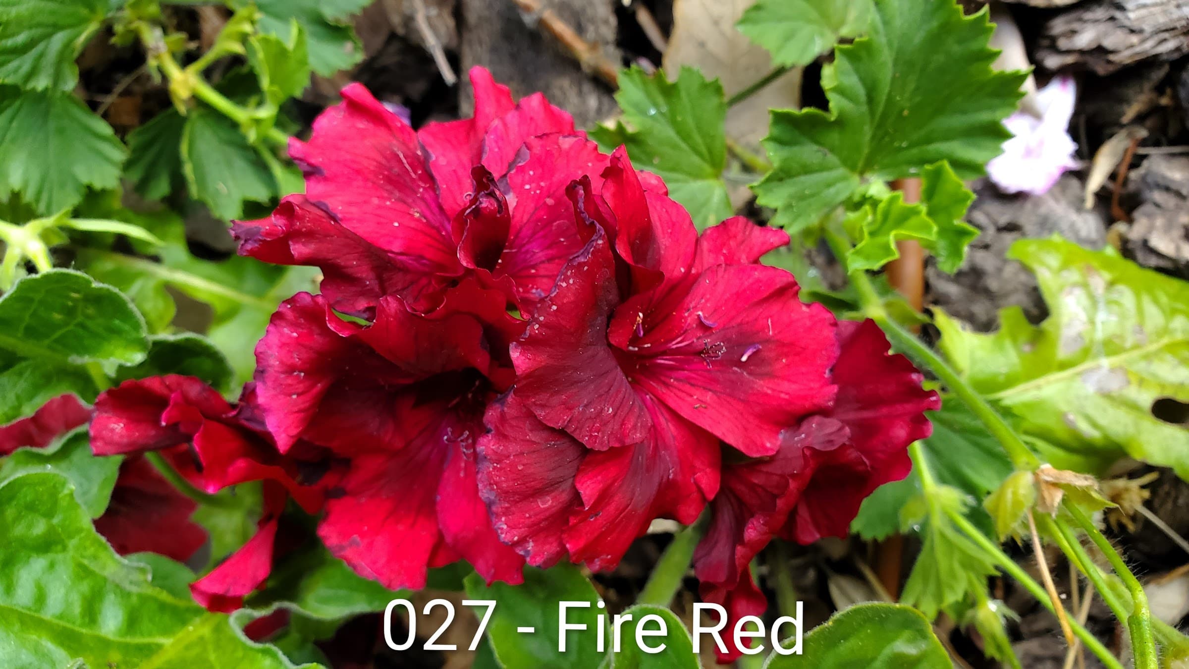 Fire Red