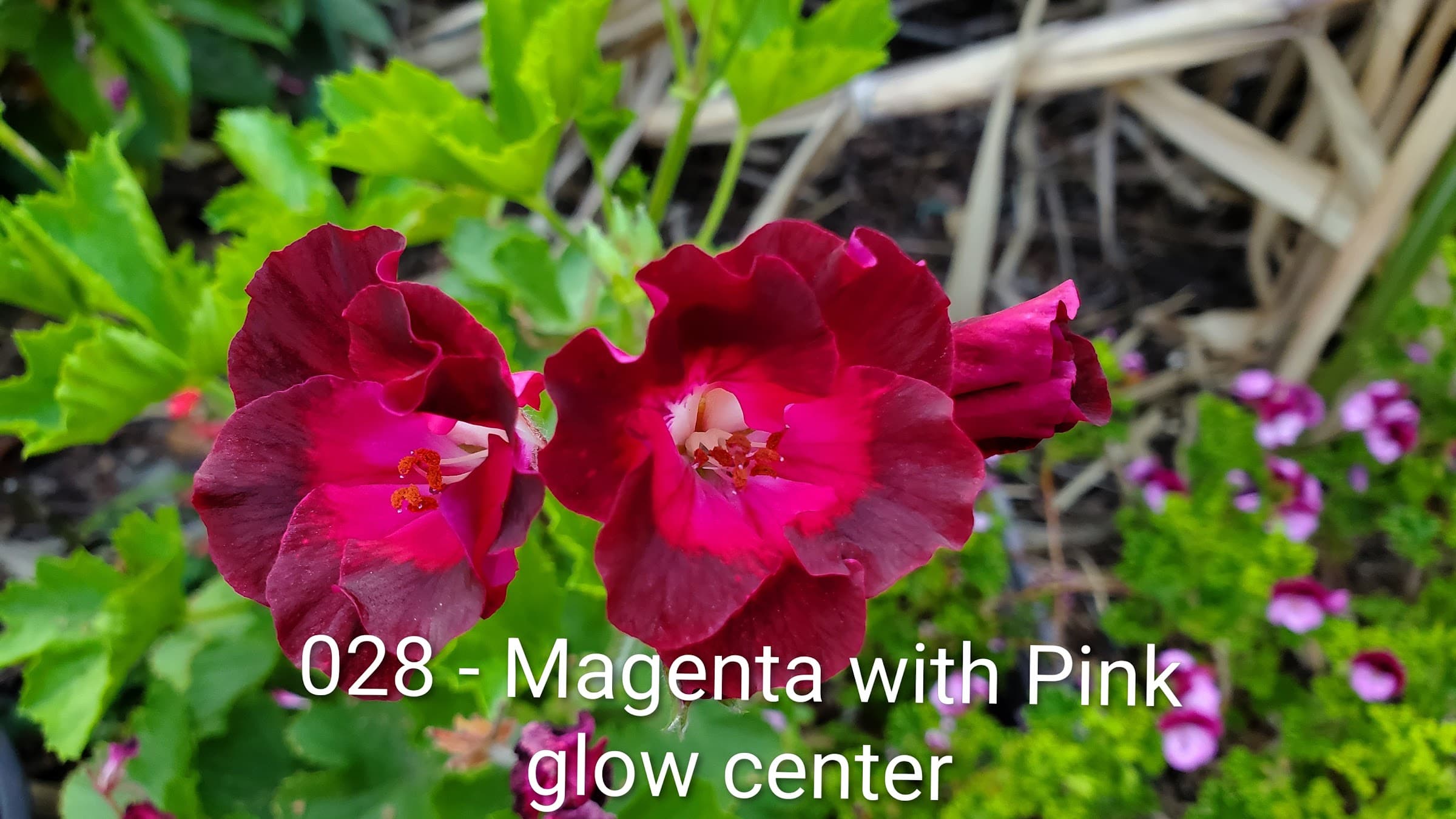 Magenta with Pink glow center