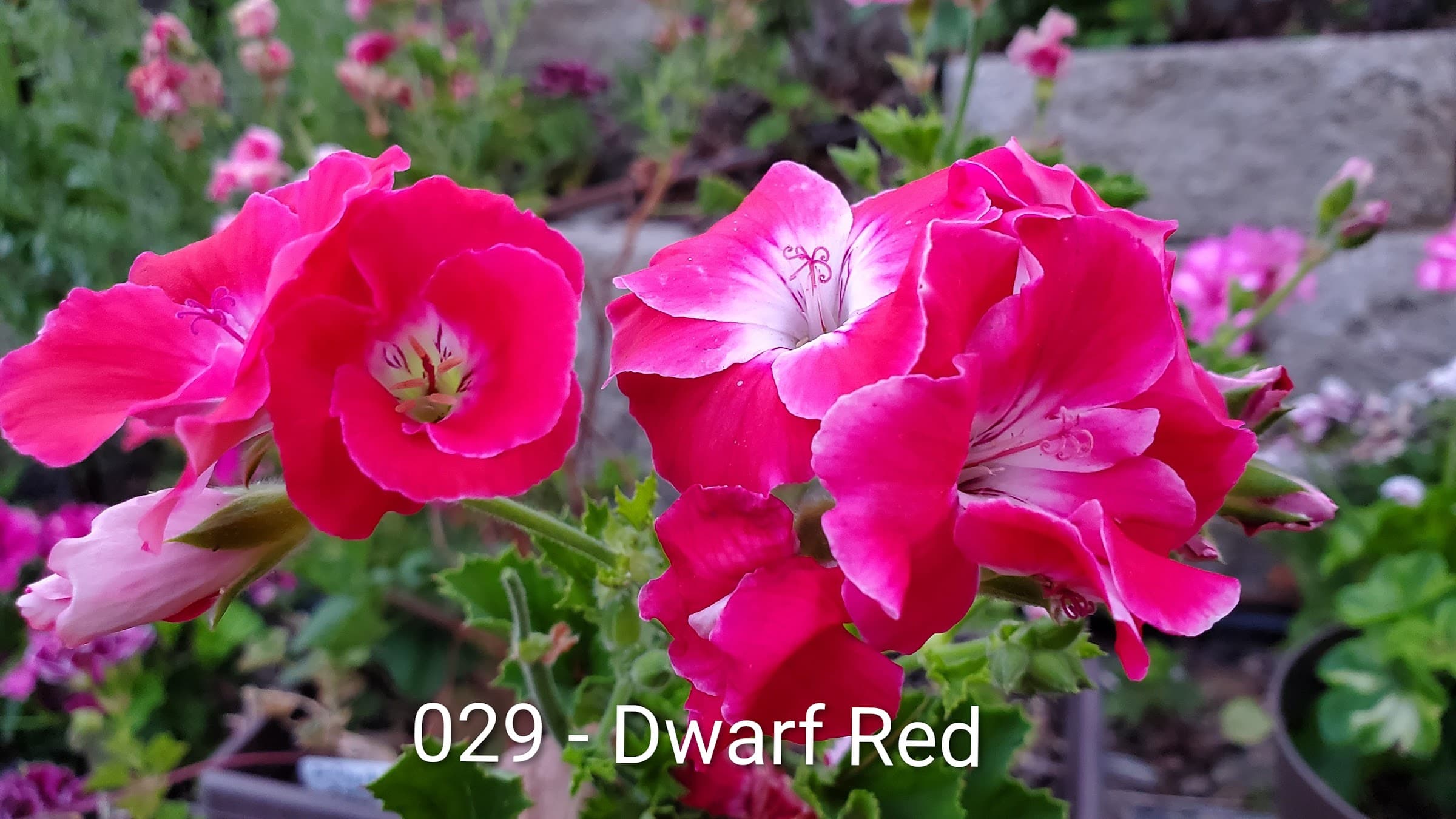 Dwarf Red
