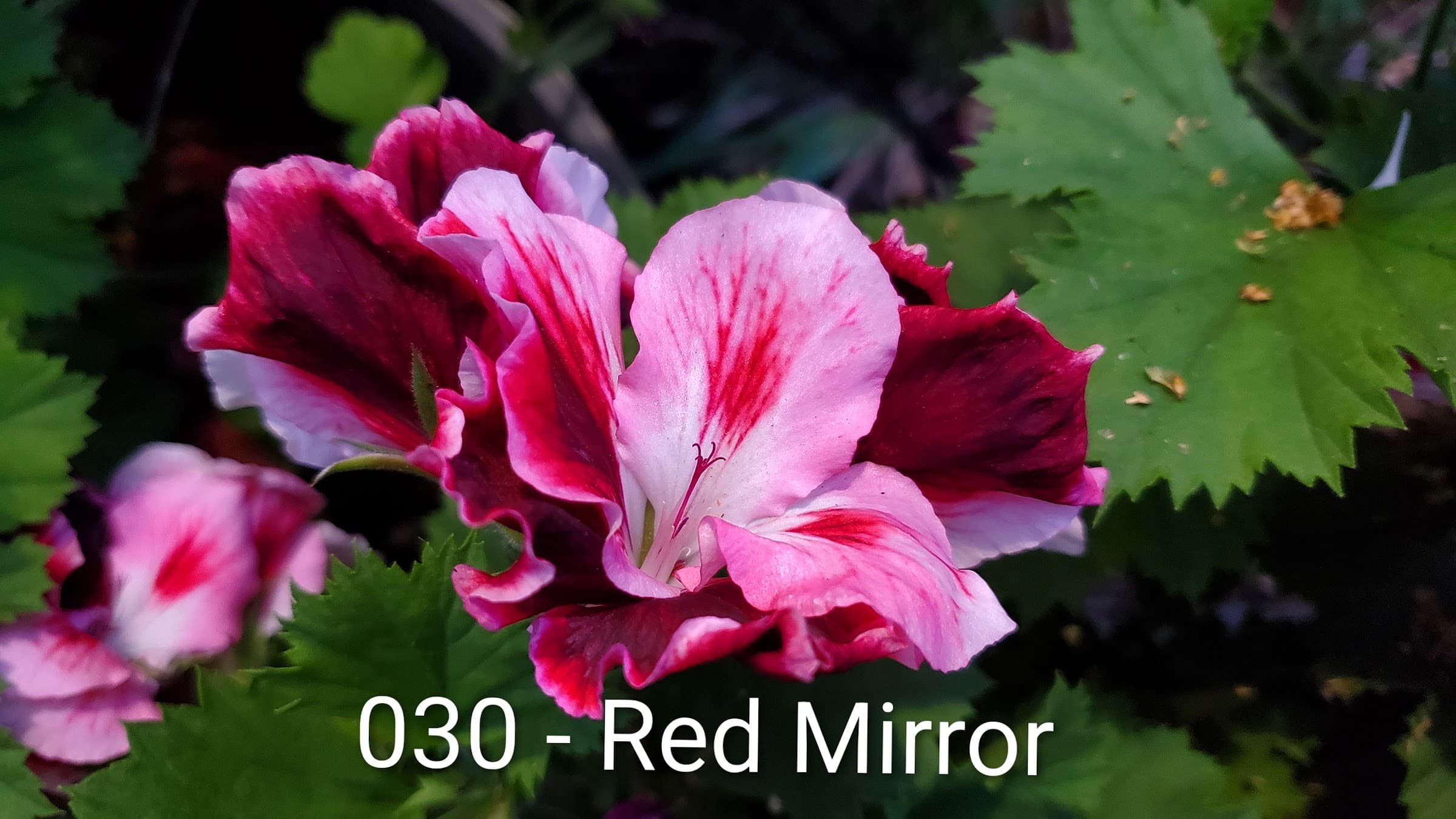 Red Mirror