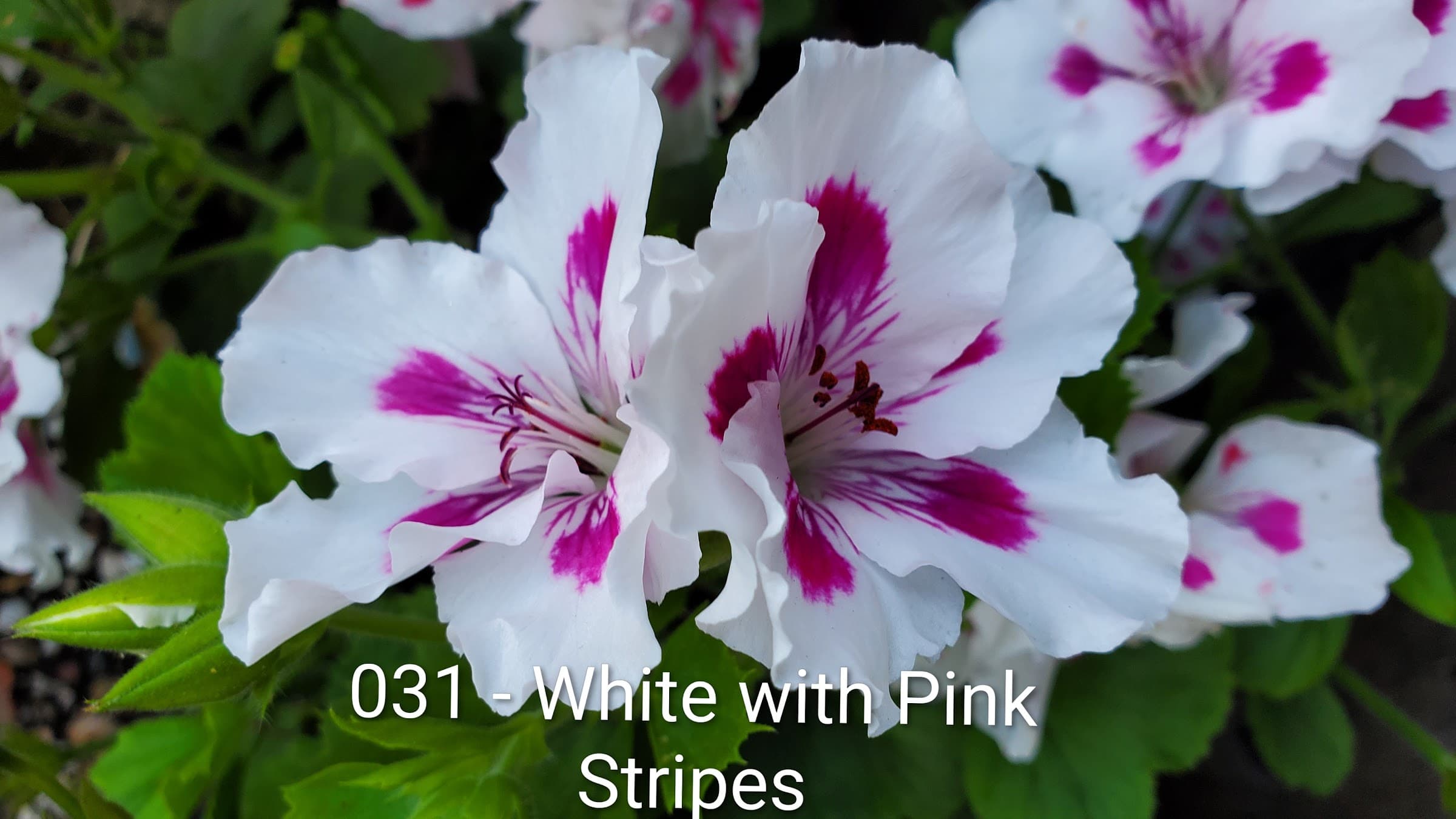 White with Pink Stripes