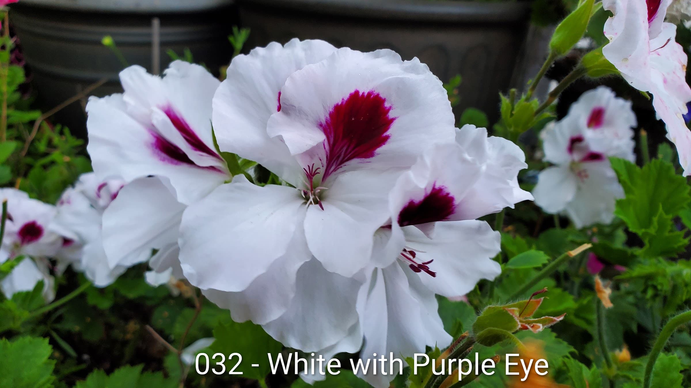 White with Purple Eye