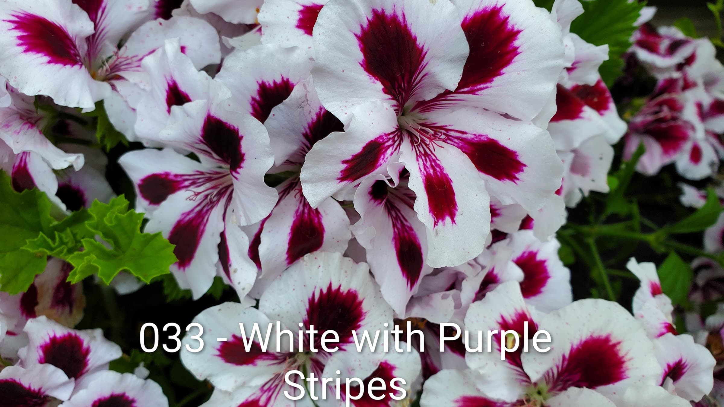White with Purple Stripes