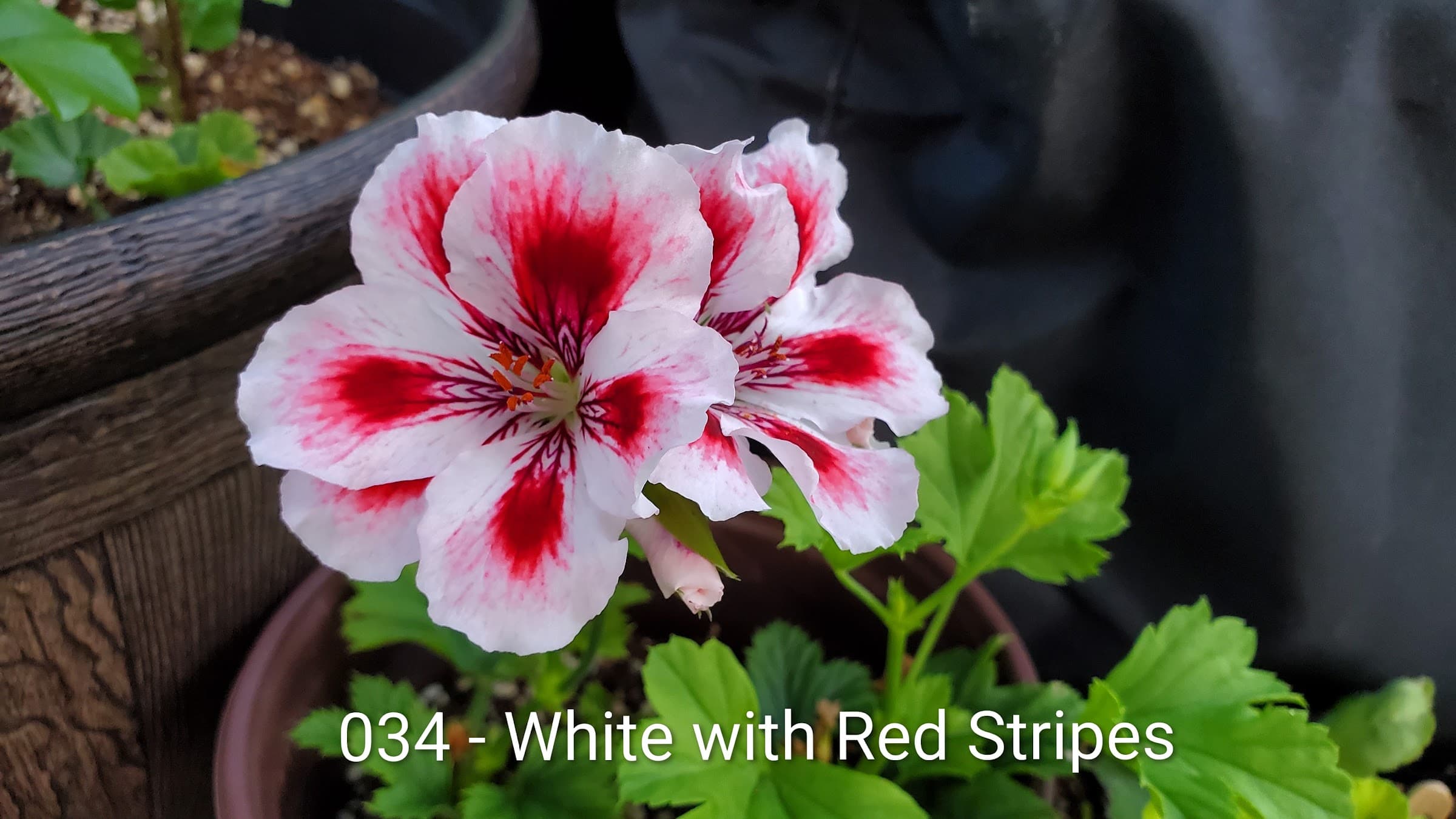 White with Red Stripes