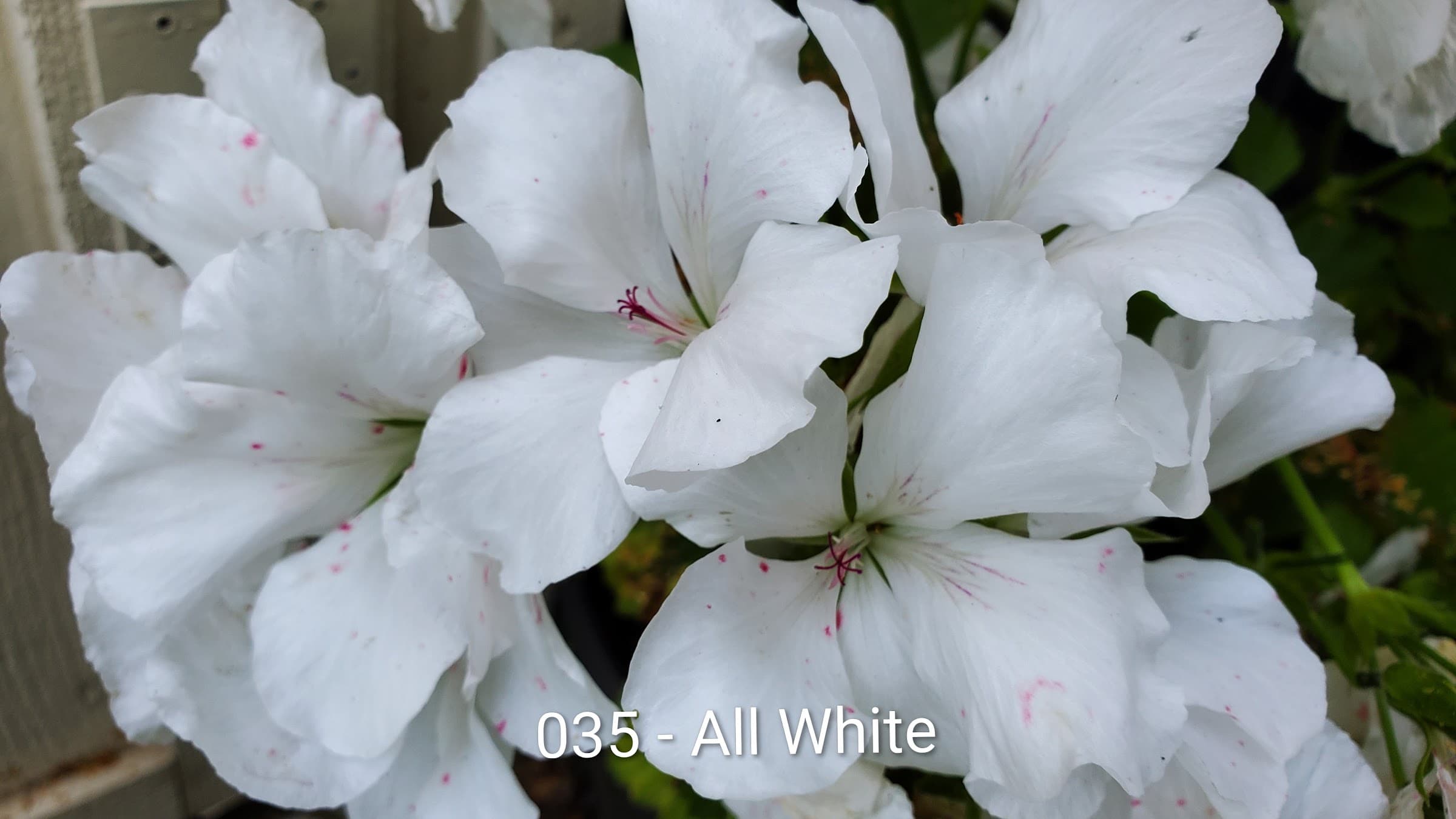 All White