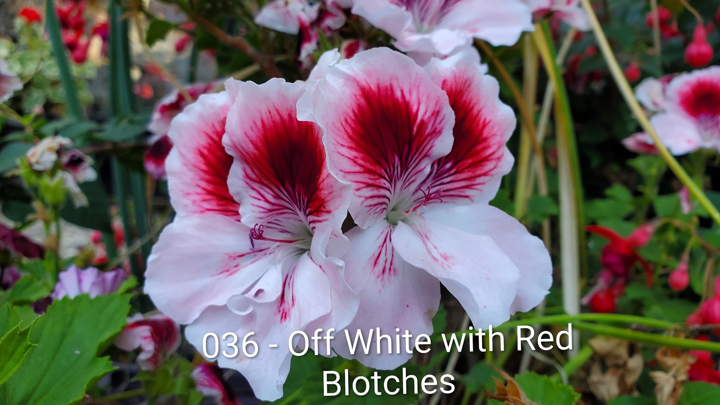Off White with Red Blotches