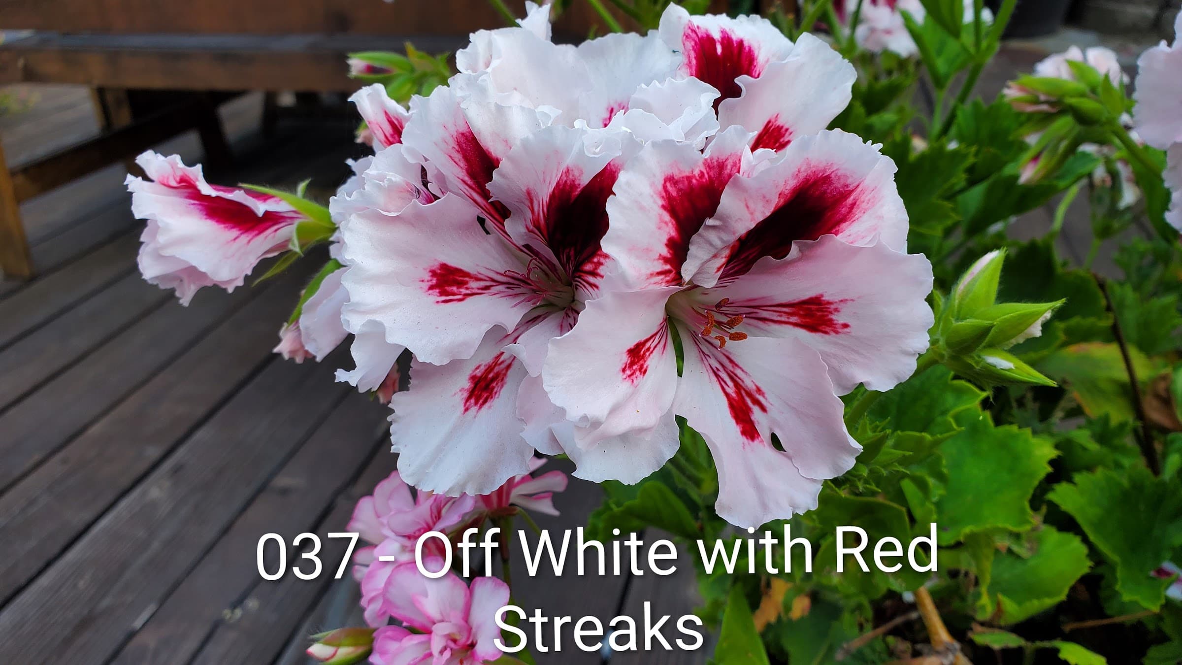 Off White with Red Streaks