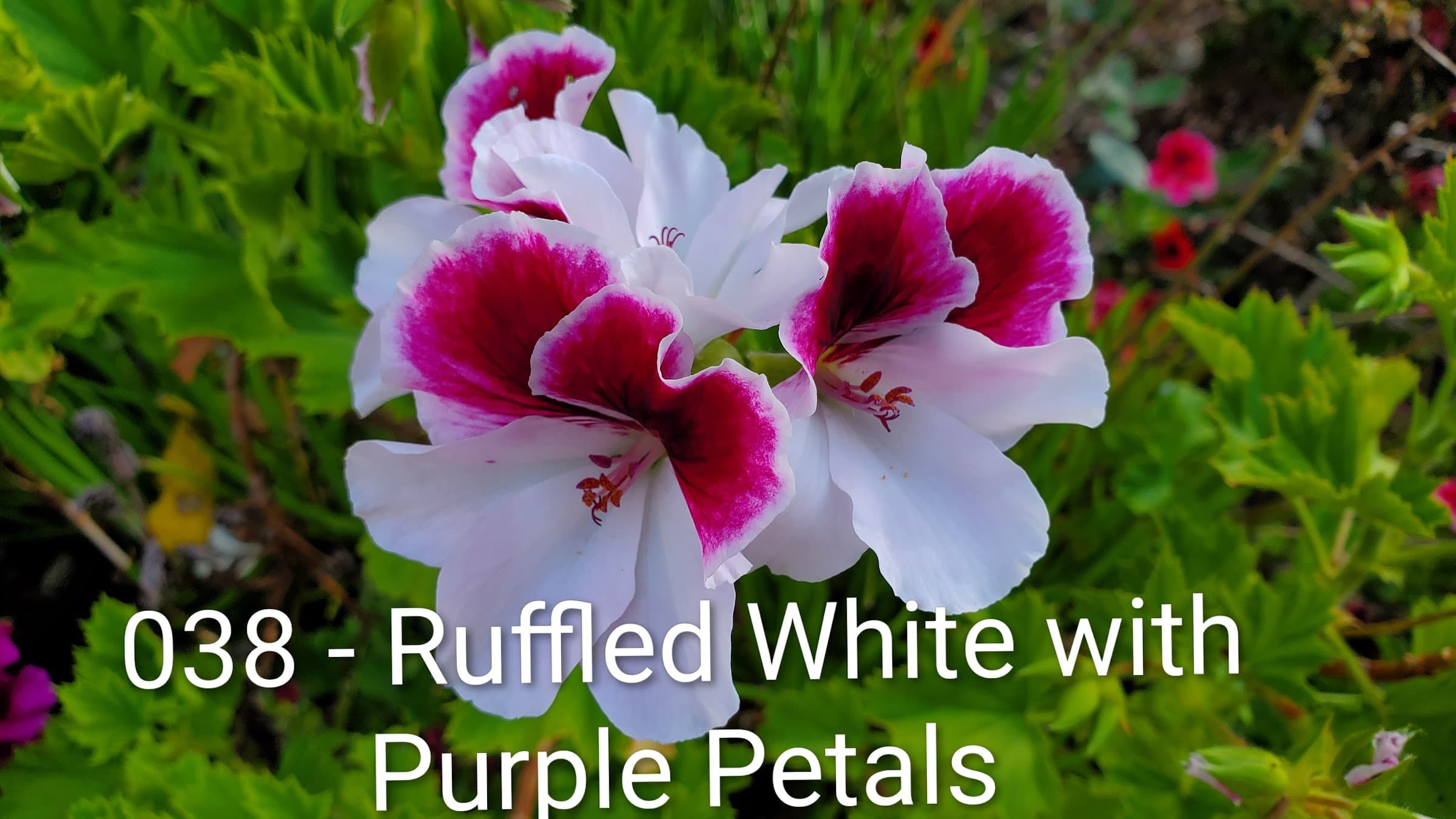 ruffled White with Purple Petals