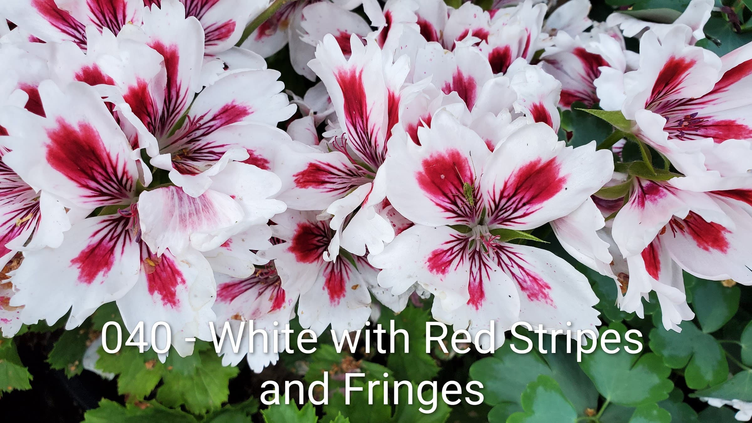 White with Red Stripes and Fringes