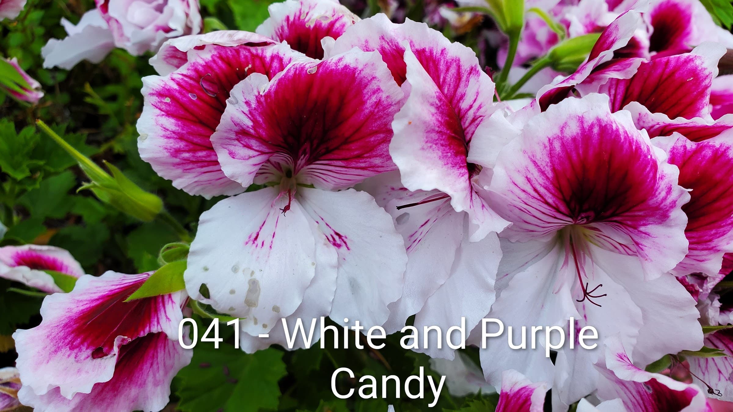 White and Purple Candy