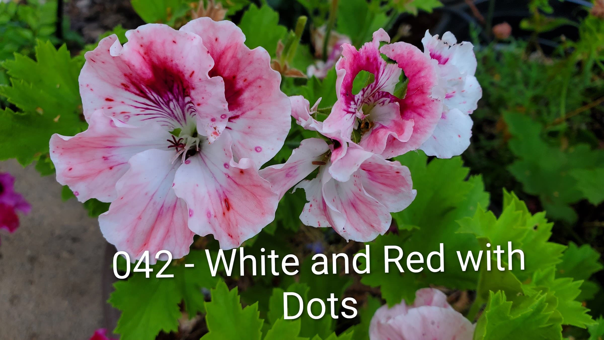 White and Red with Dots