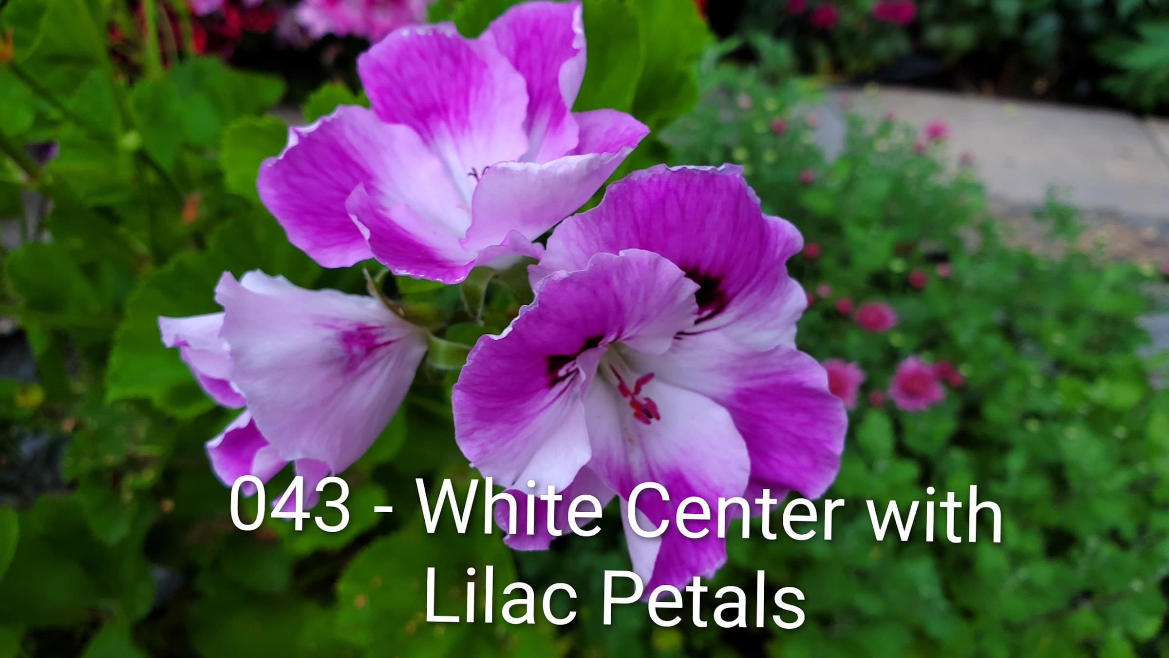 White Center with Lilac Petals