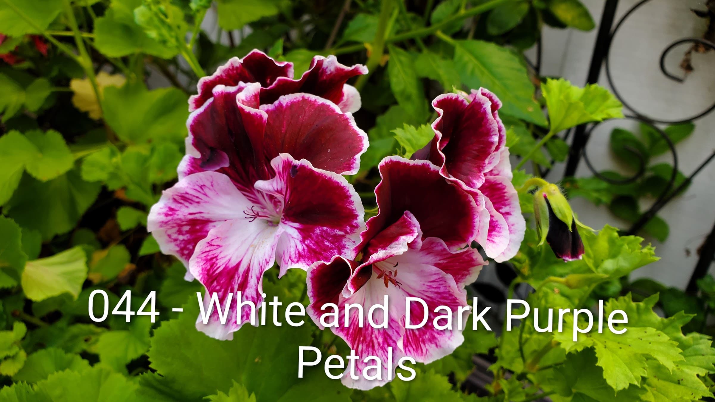 White and Dark Purple Petals