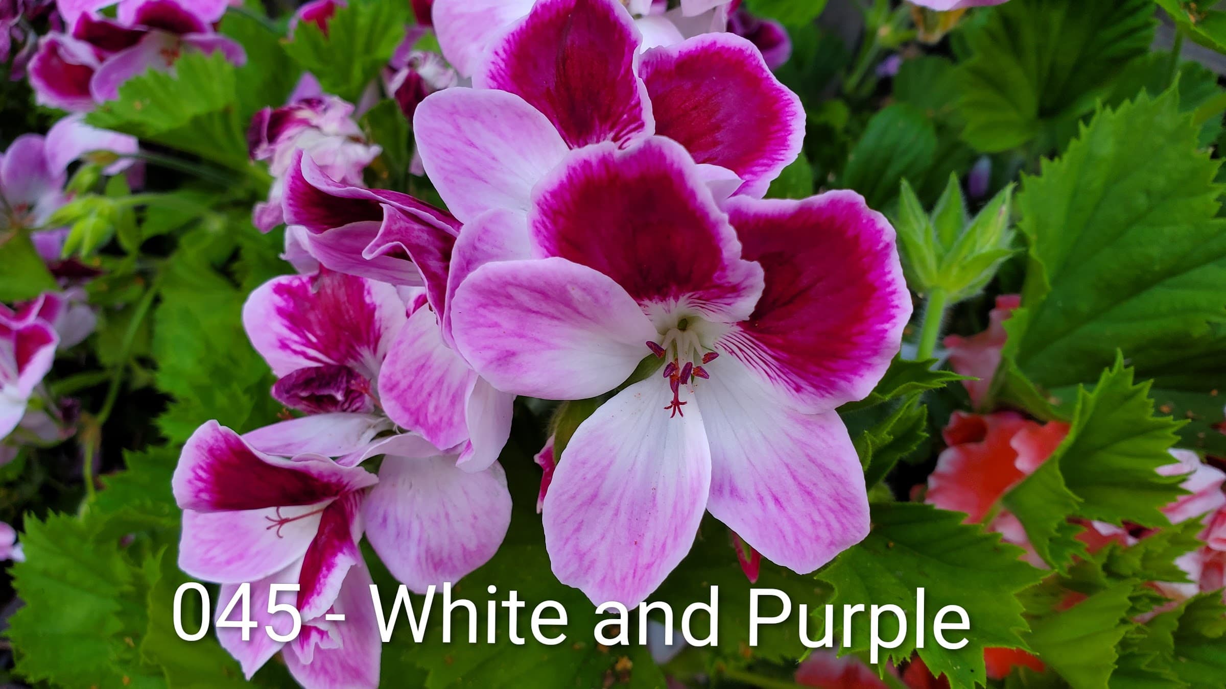White and Purple