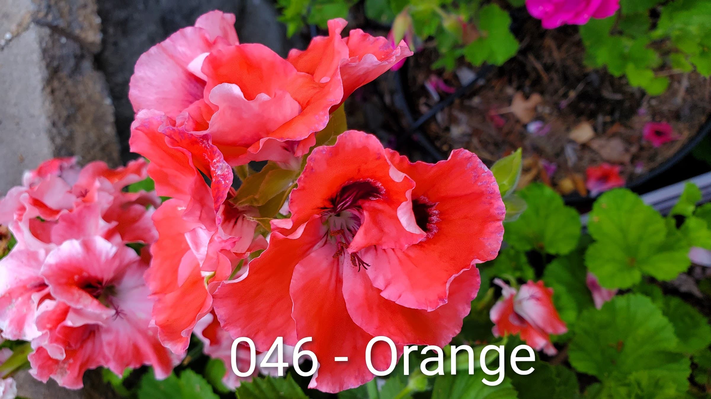 Orange