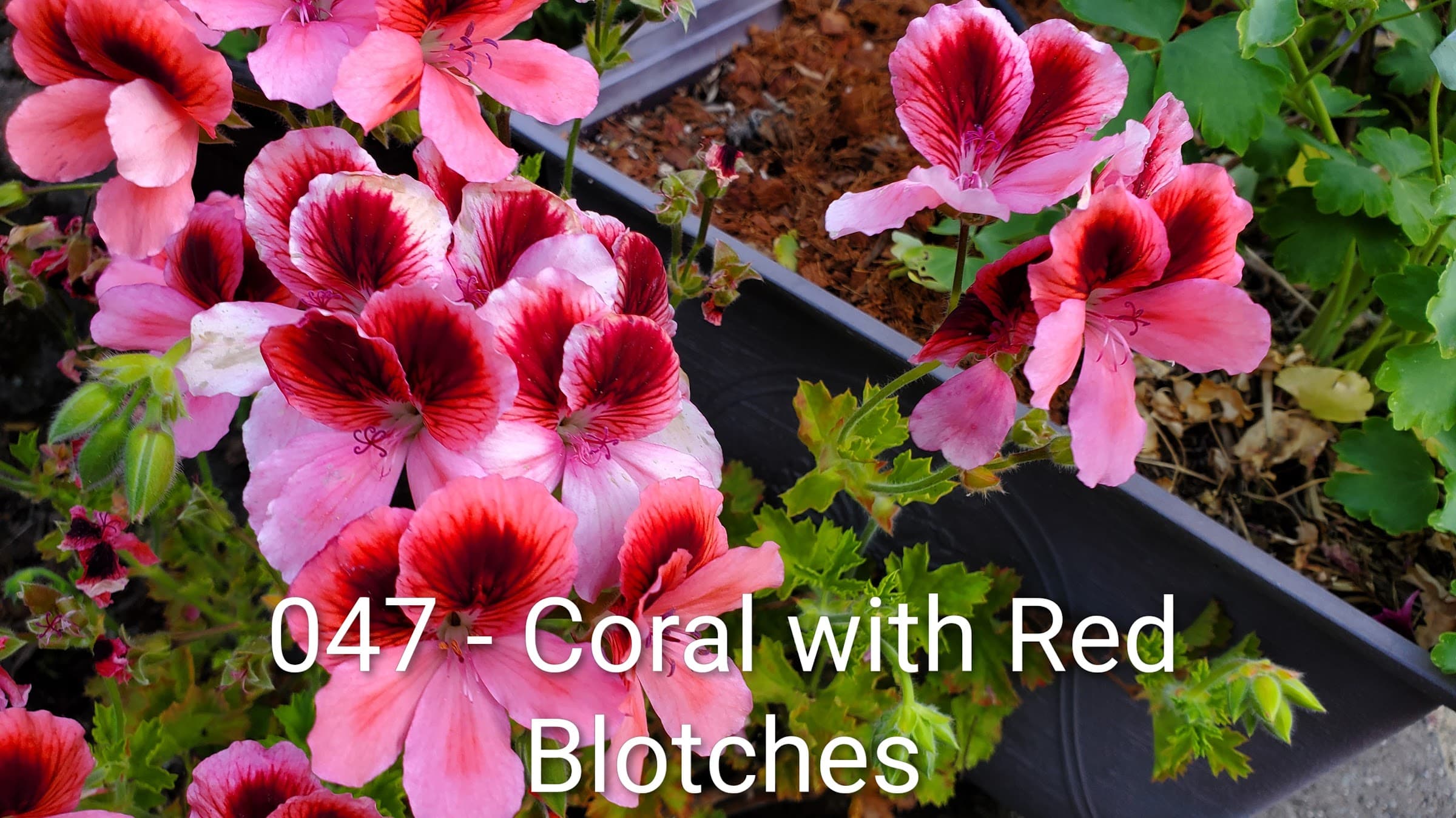 Coral with Red Blotches