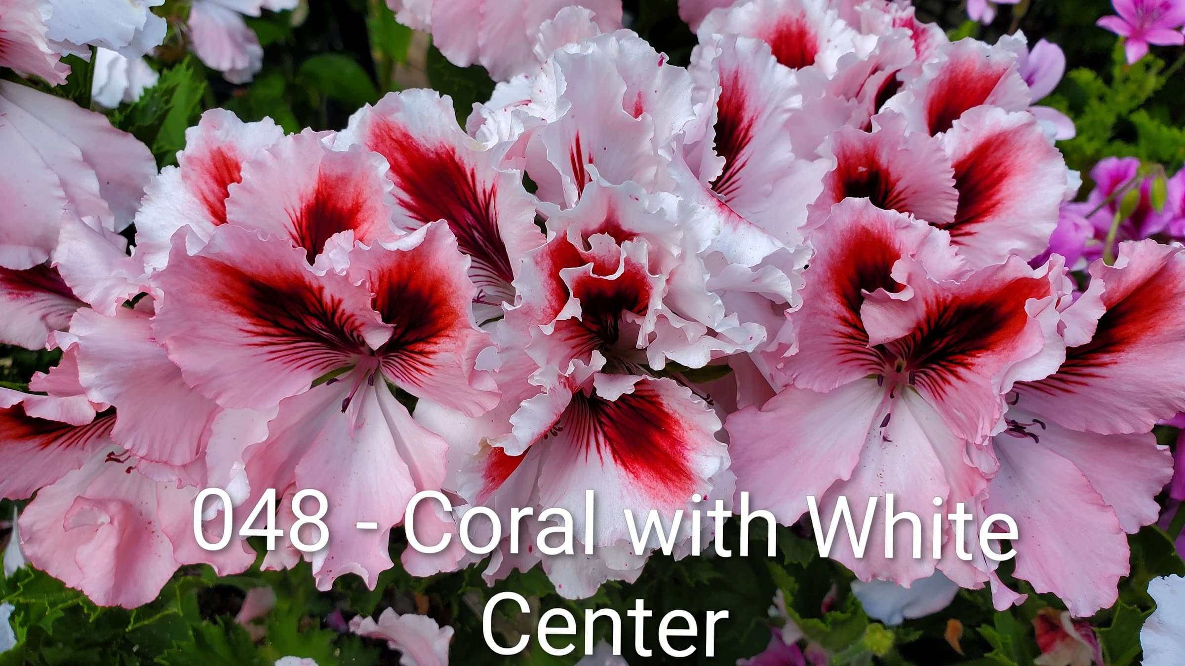 Coral with White Center