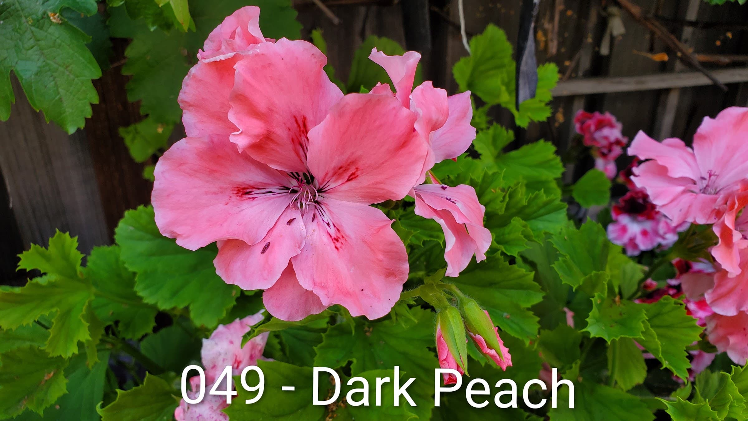 Dark Peach