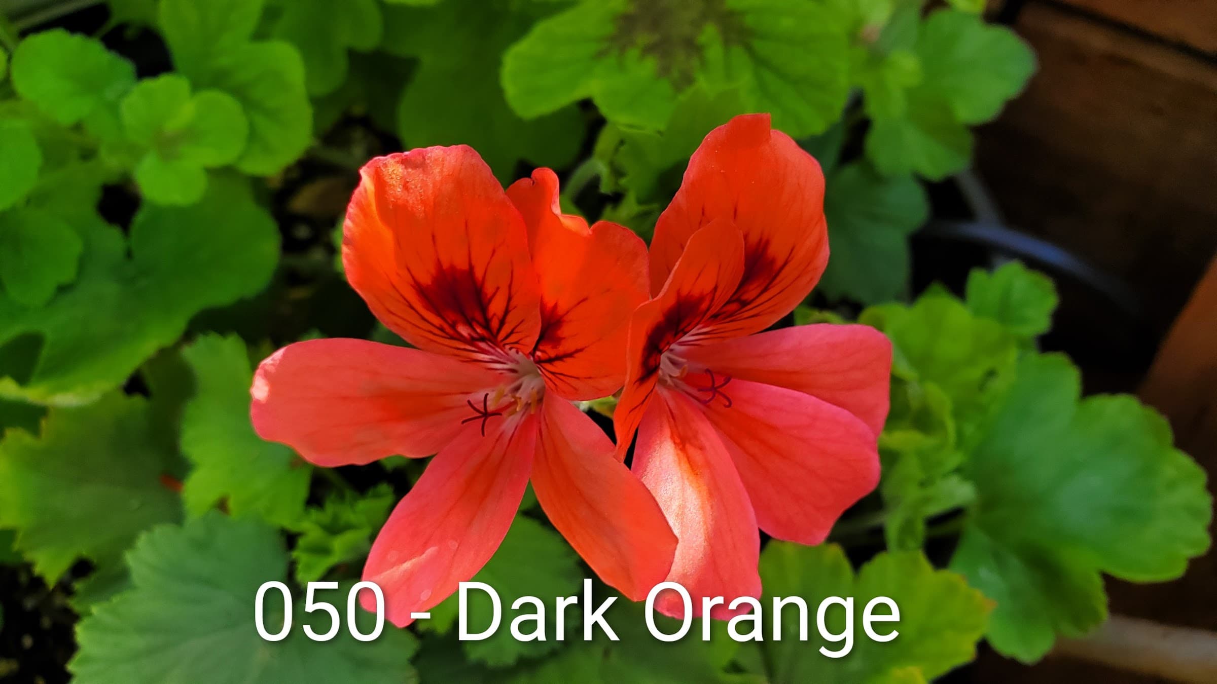 Dark Orange