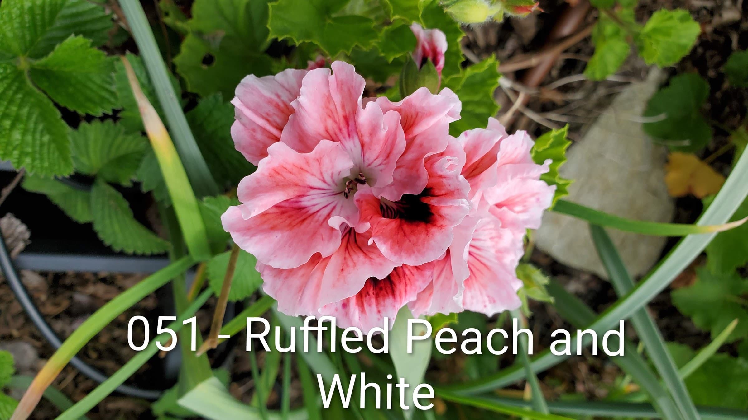 Ruffled Peach and White
