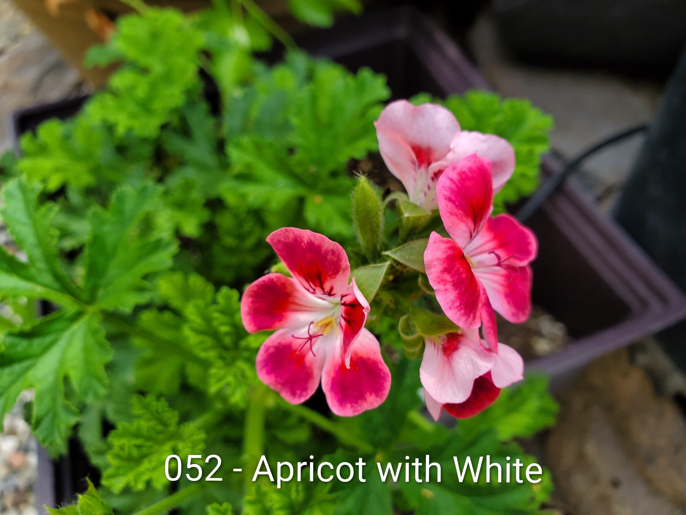 Apricot with White